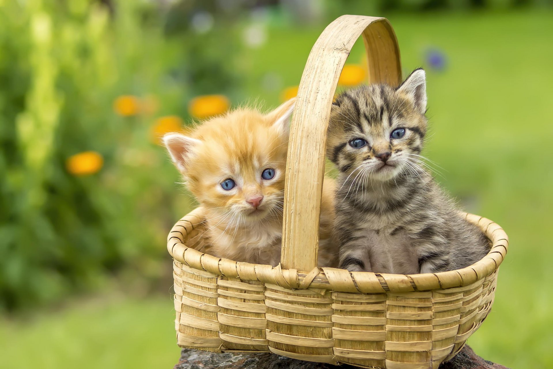 chatons panier pelouse