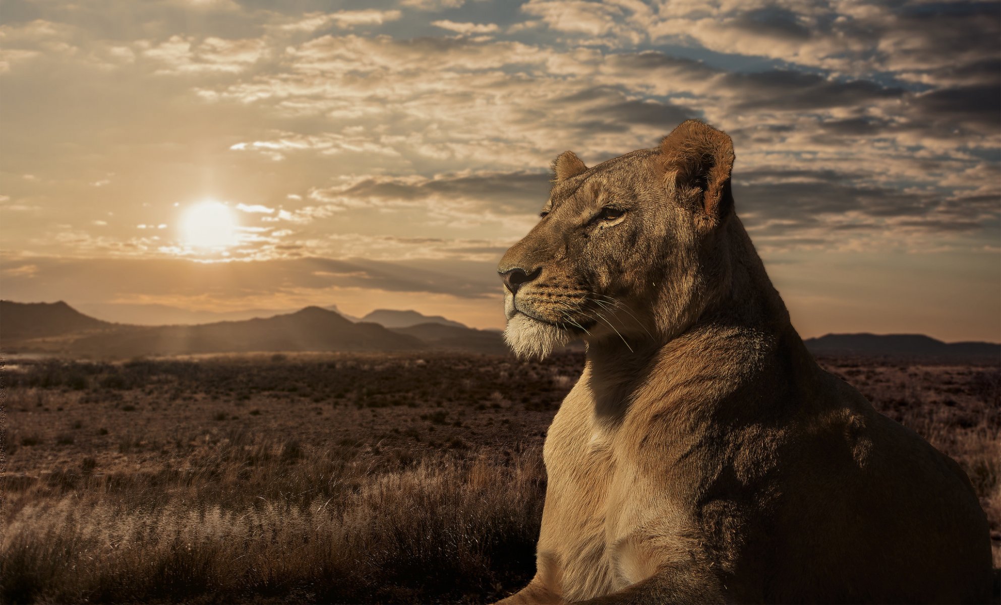 leo lioness savannah sunset