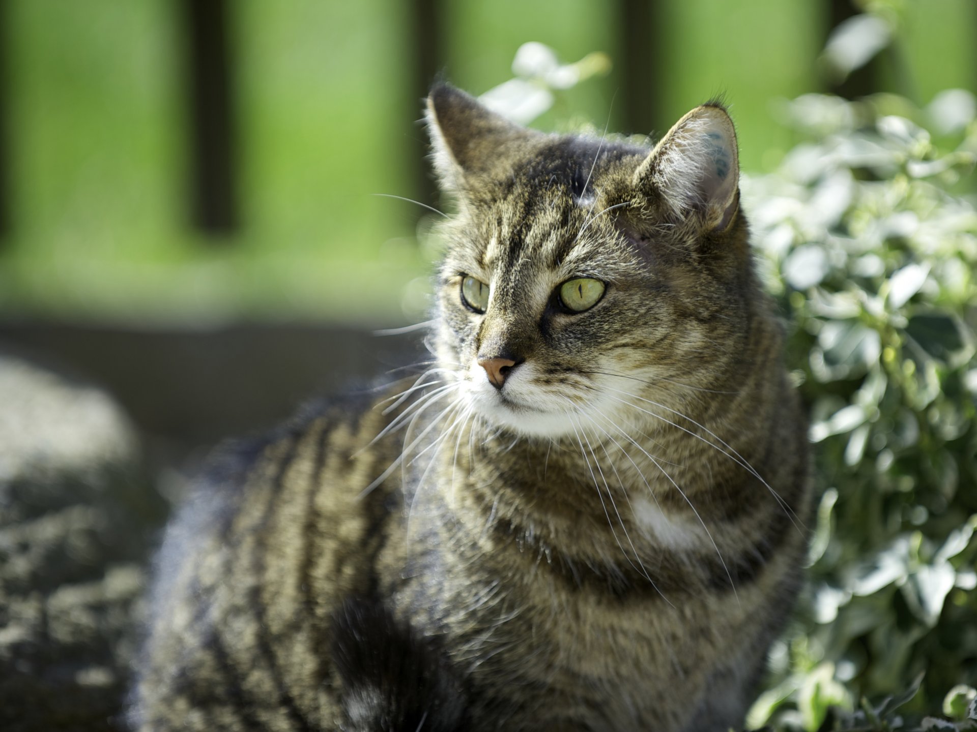 chat chat ensoleillé plantes feuilles