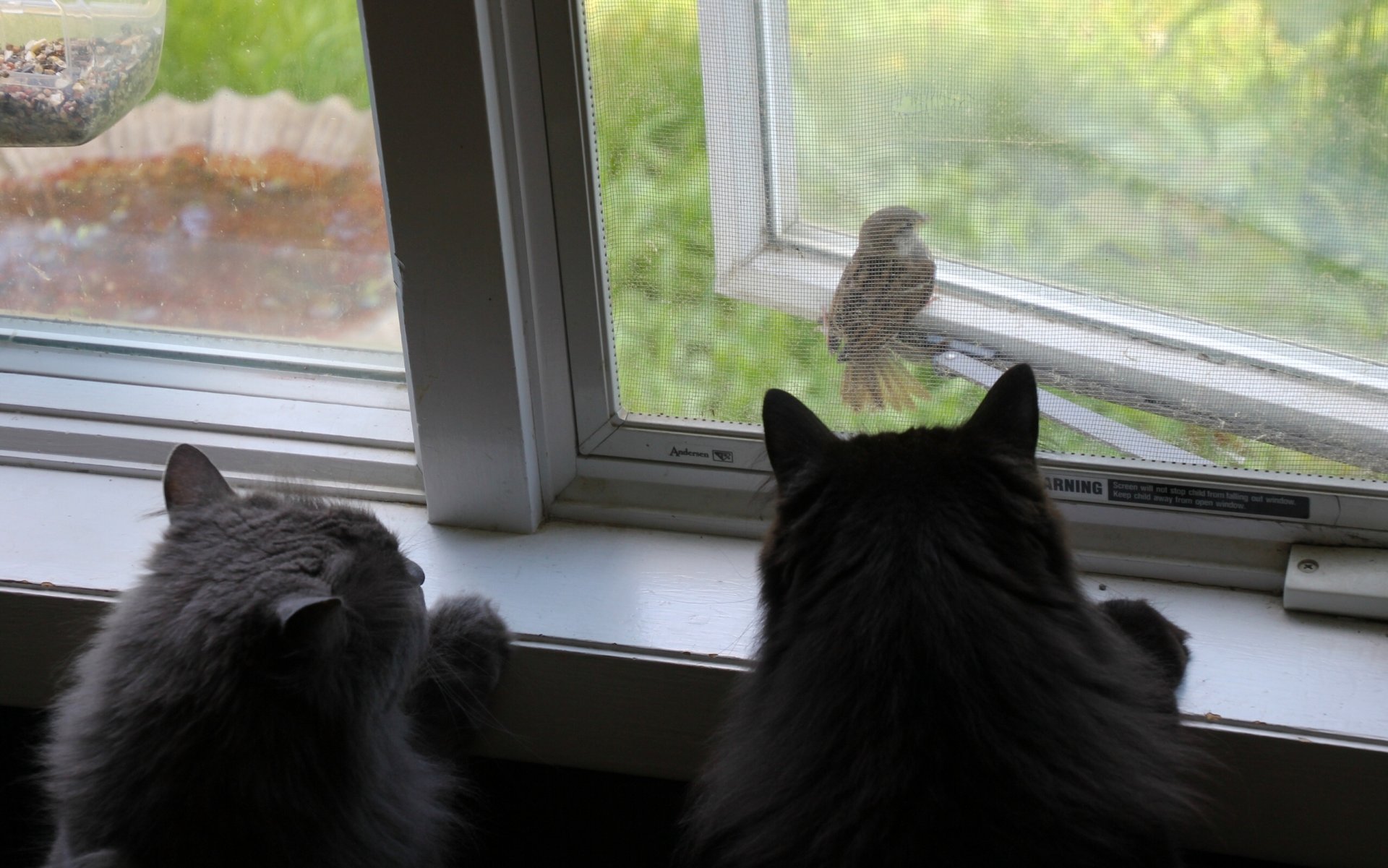 katzen katzen spatz vogel beobachtung fenster