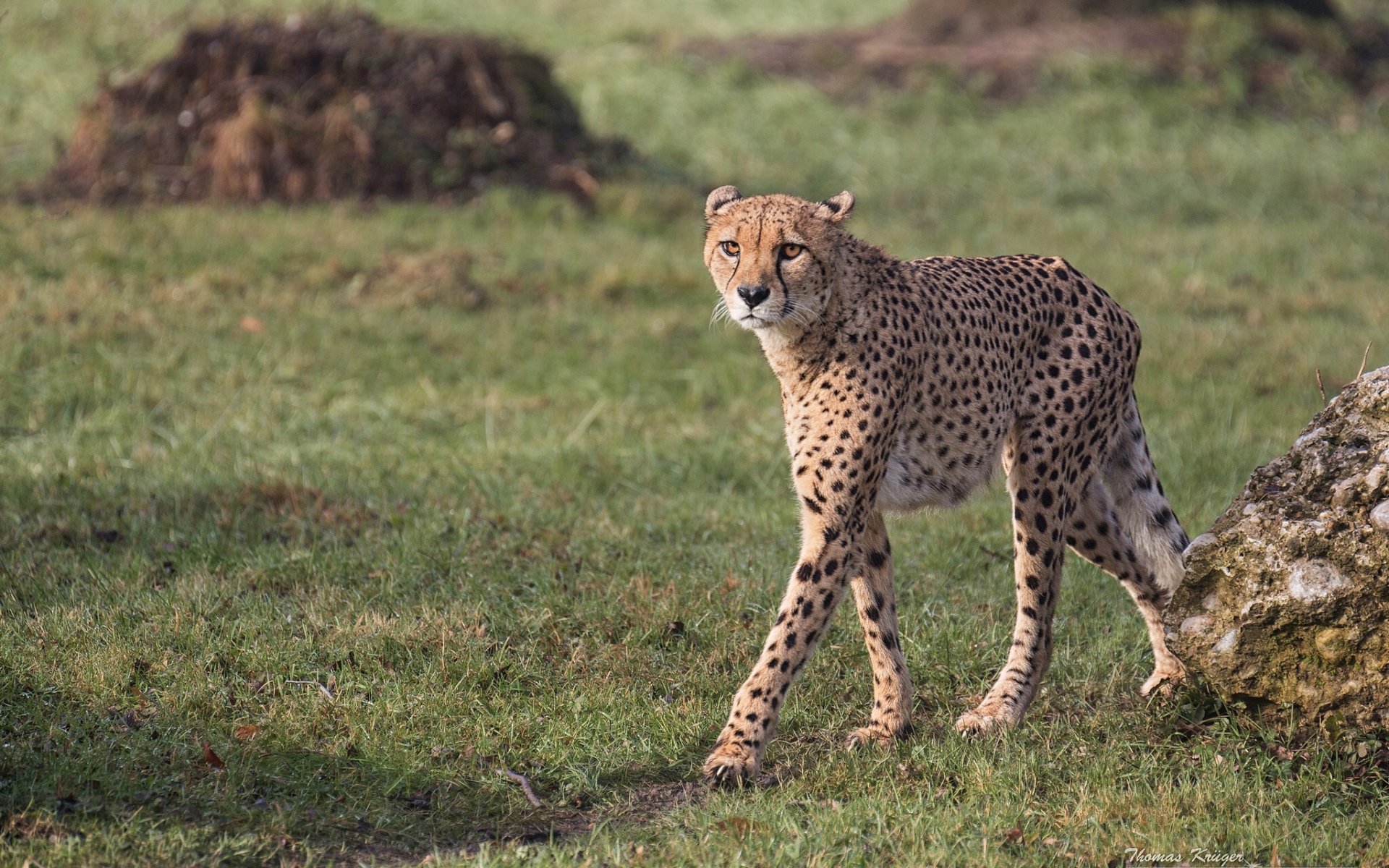 cheetah wild cat predator