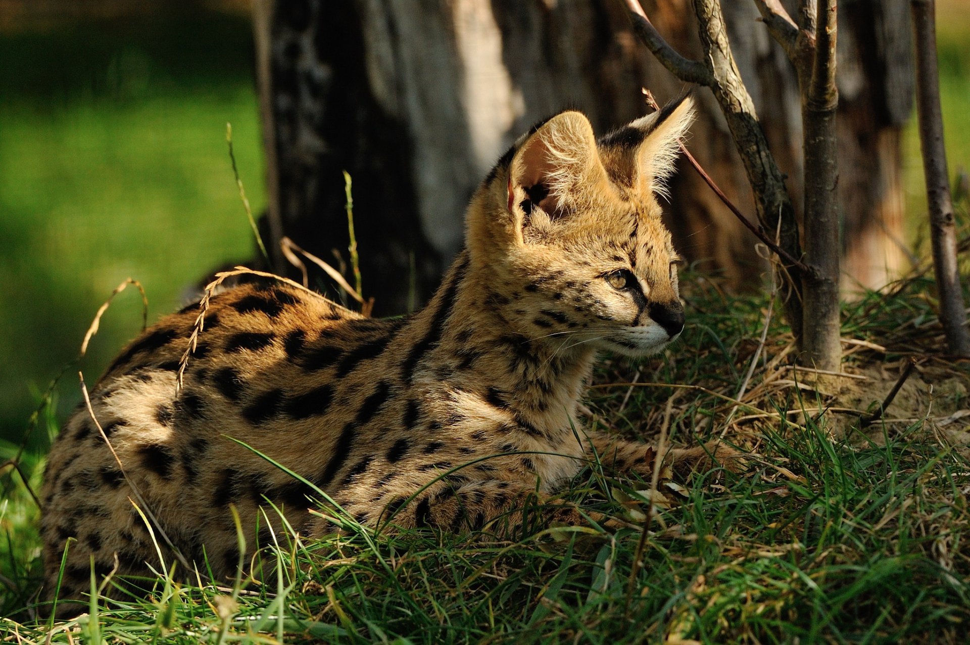 serval gato hierba sol