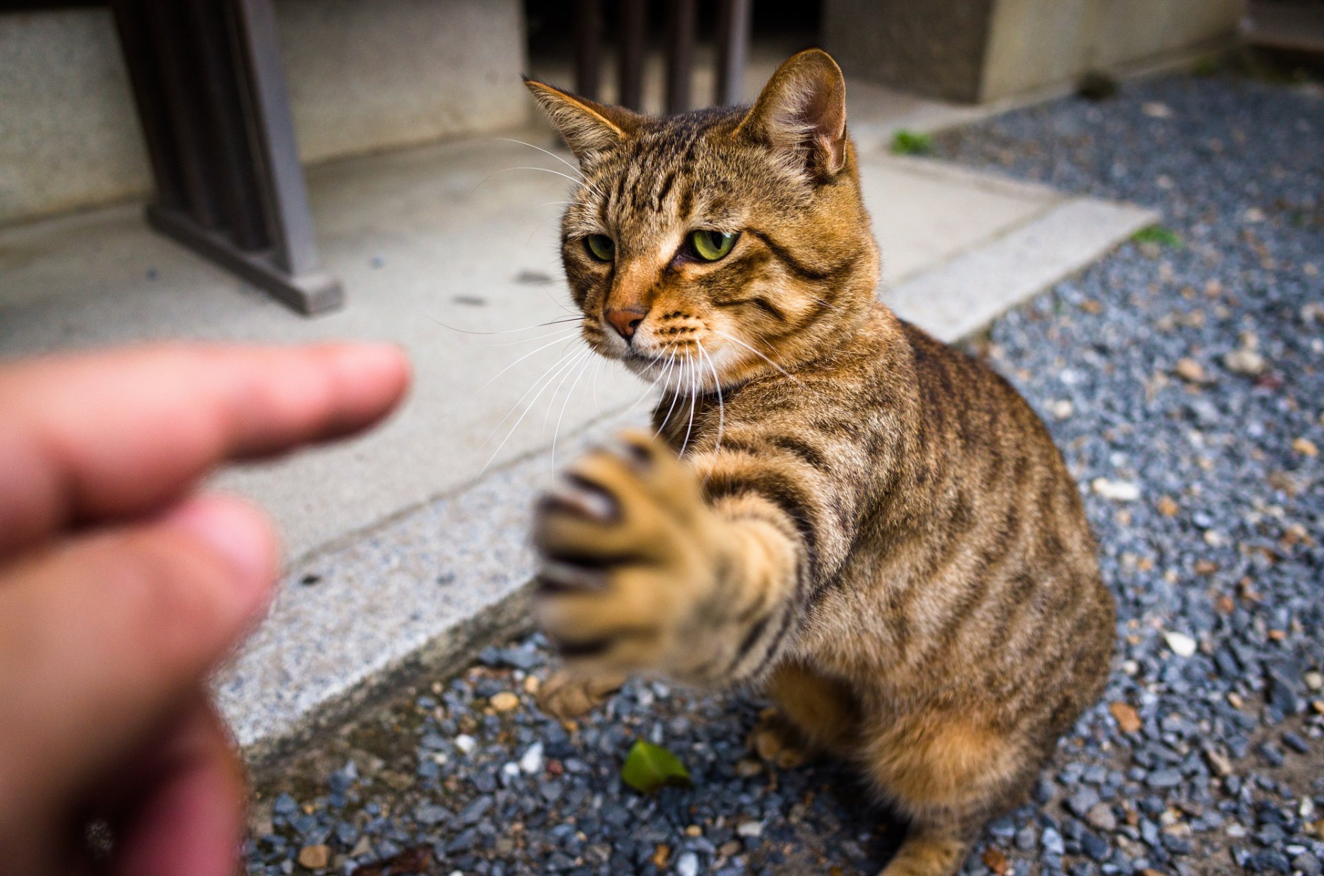 chat chat regard patte griffes