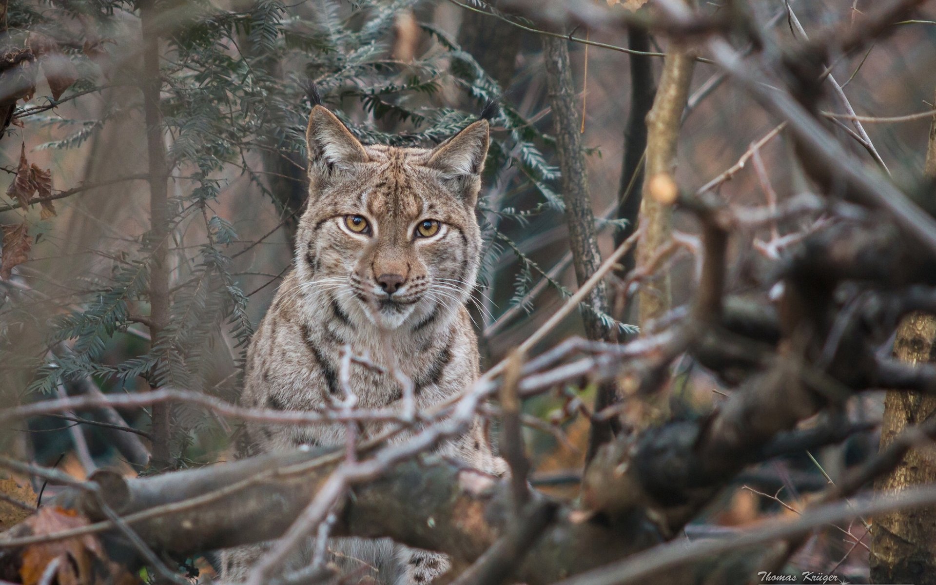 lince ramas mirada