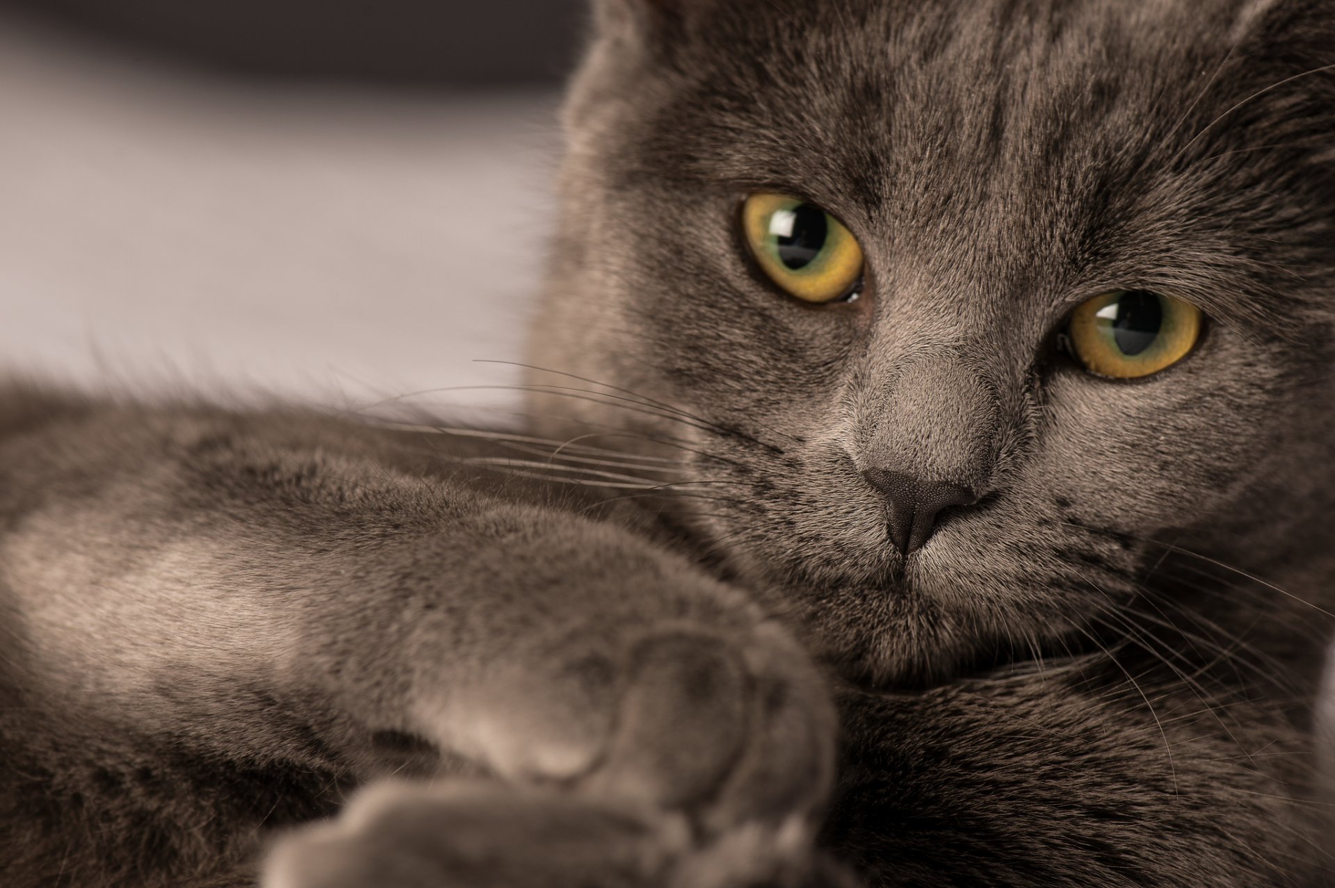 gato gato gato ojos mirada