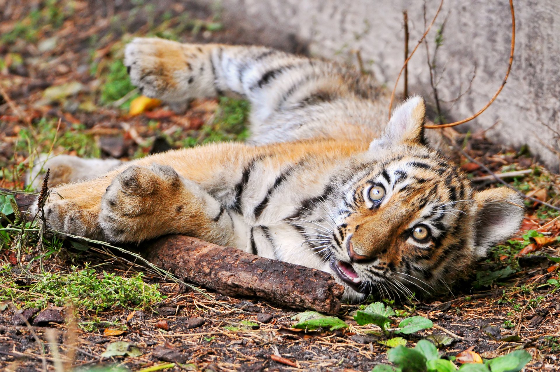 тигренок амурский кошка тигр палка взгляд детеныш ©tambako the jaguar