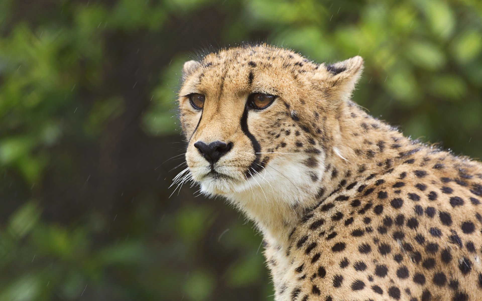 gepard żbik spojrzenie portret