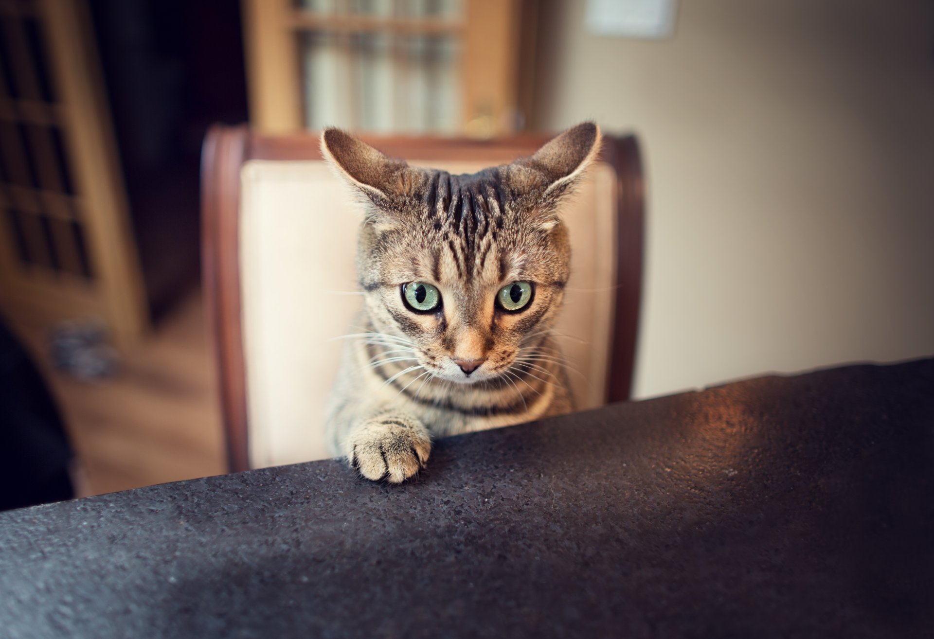 cat paw look ears ear