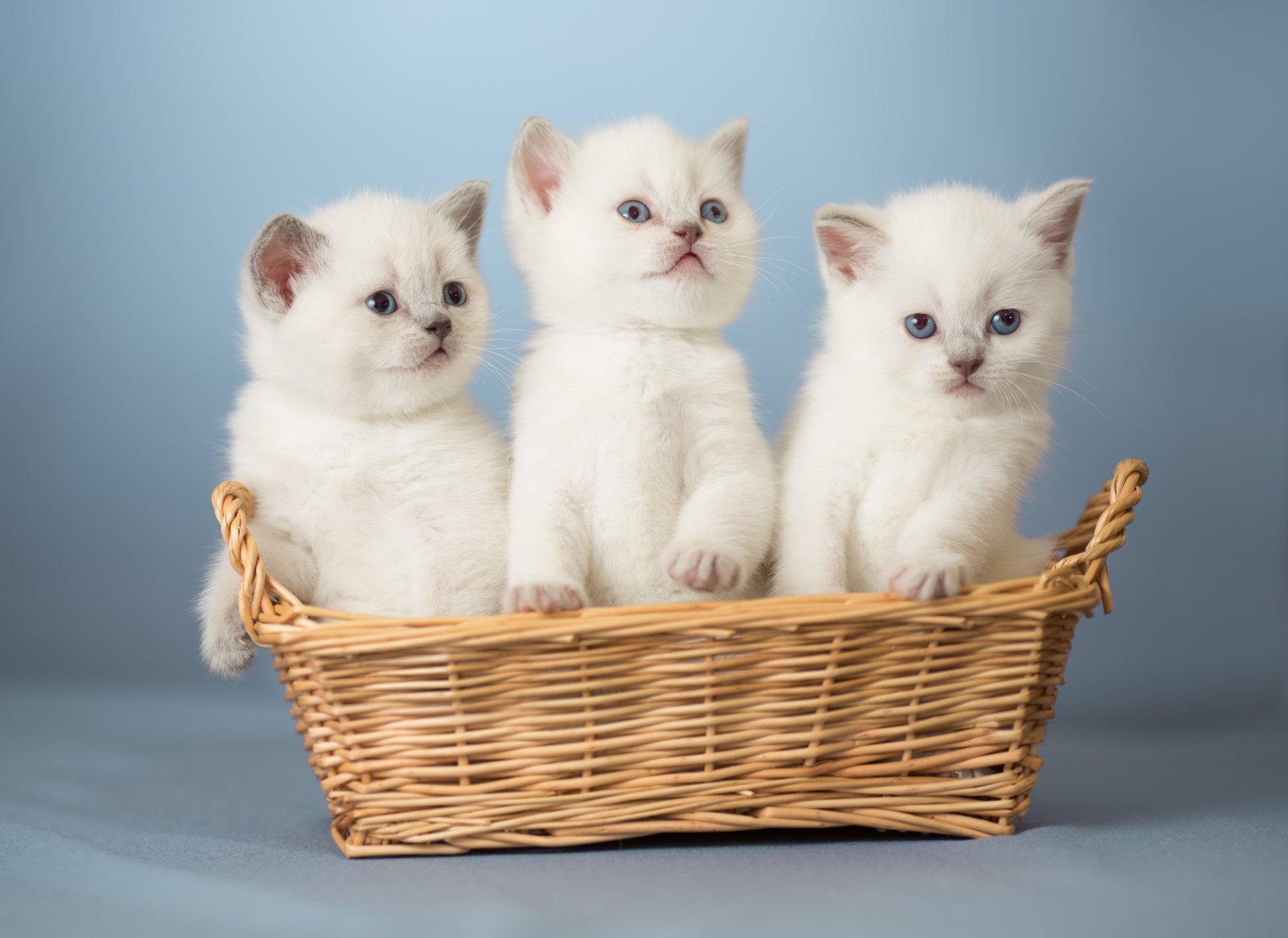 gatitos niños pequeños trío trinidad cesta