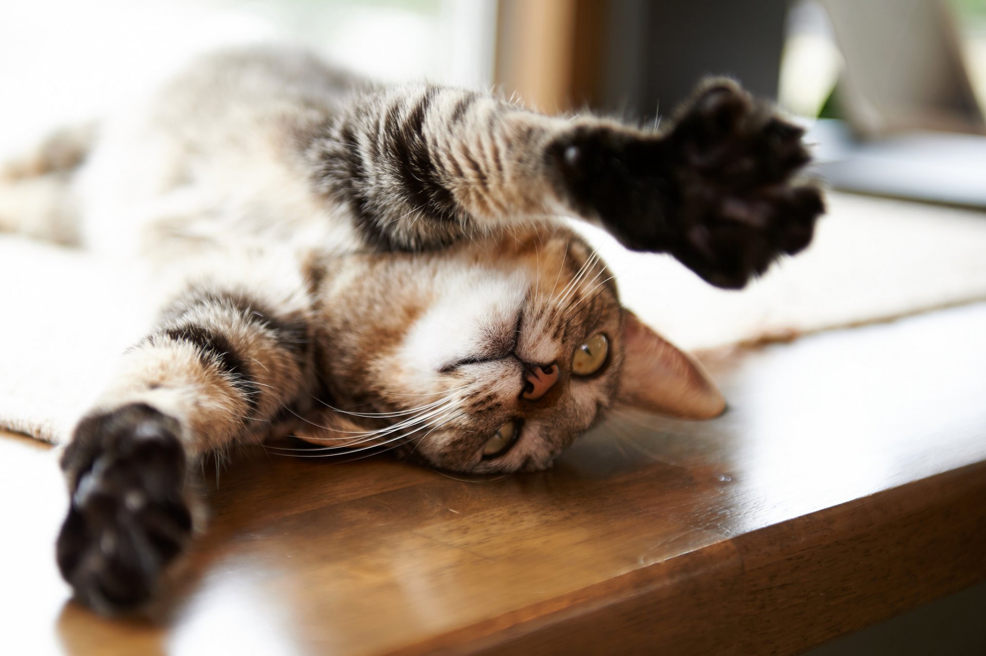 katze katze liegt pfoten tisch