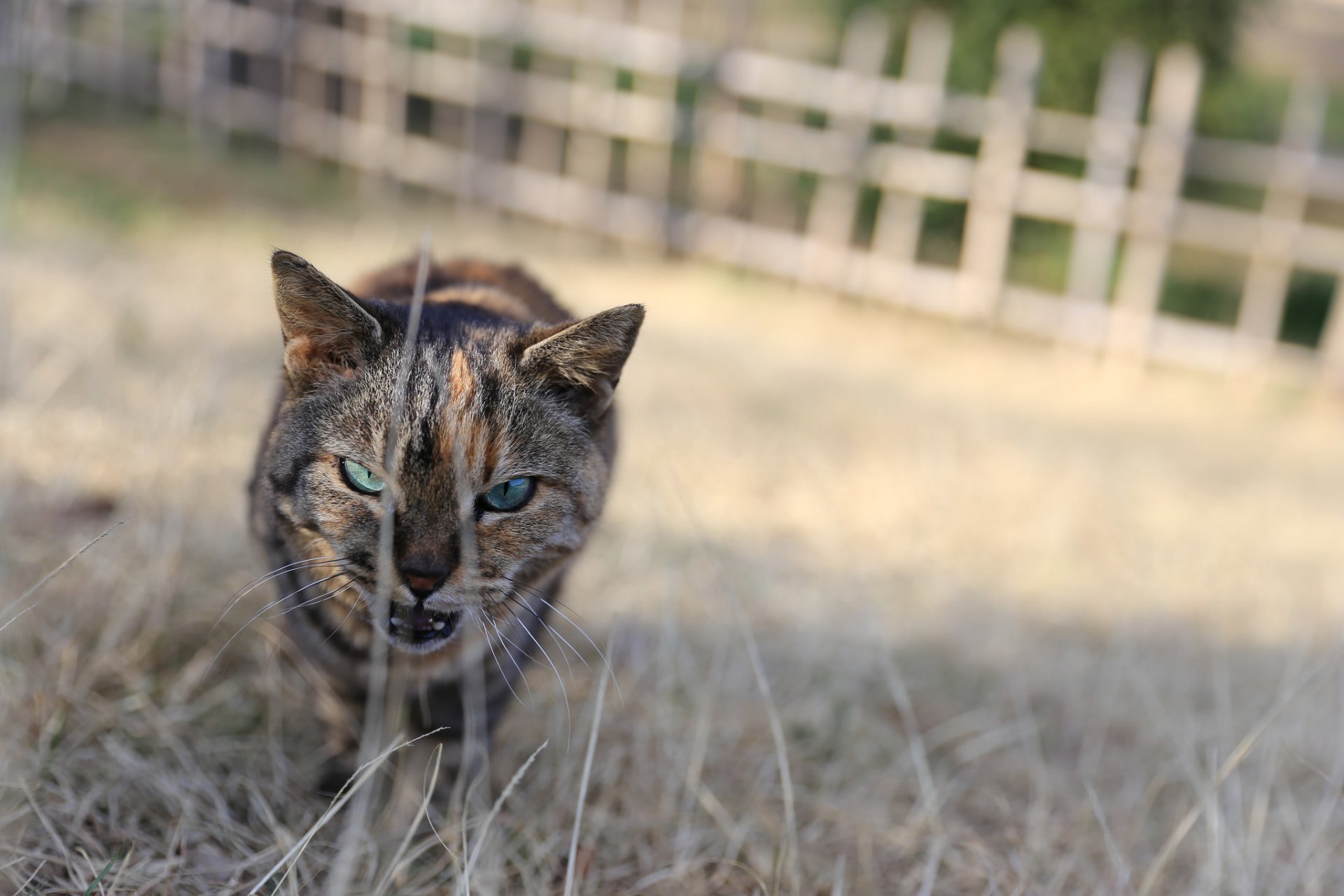 katze katze katze böse augen blick