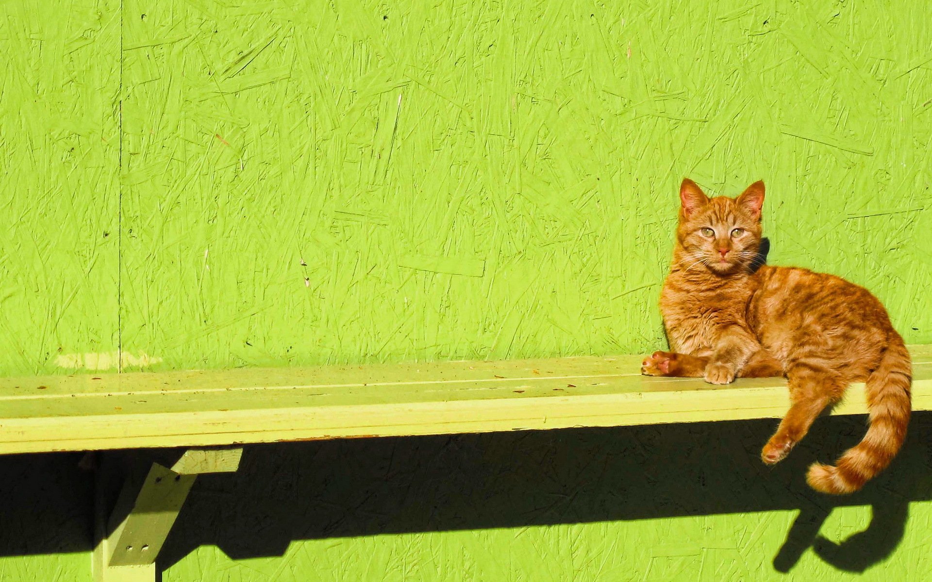 cat bench view