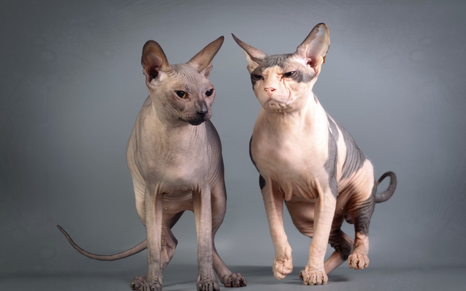 cats sphynx view background