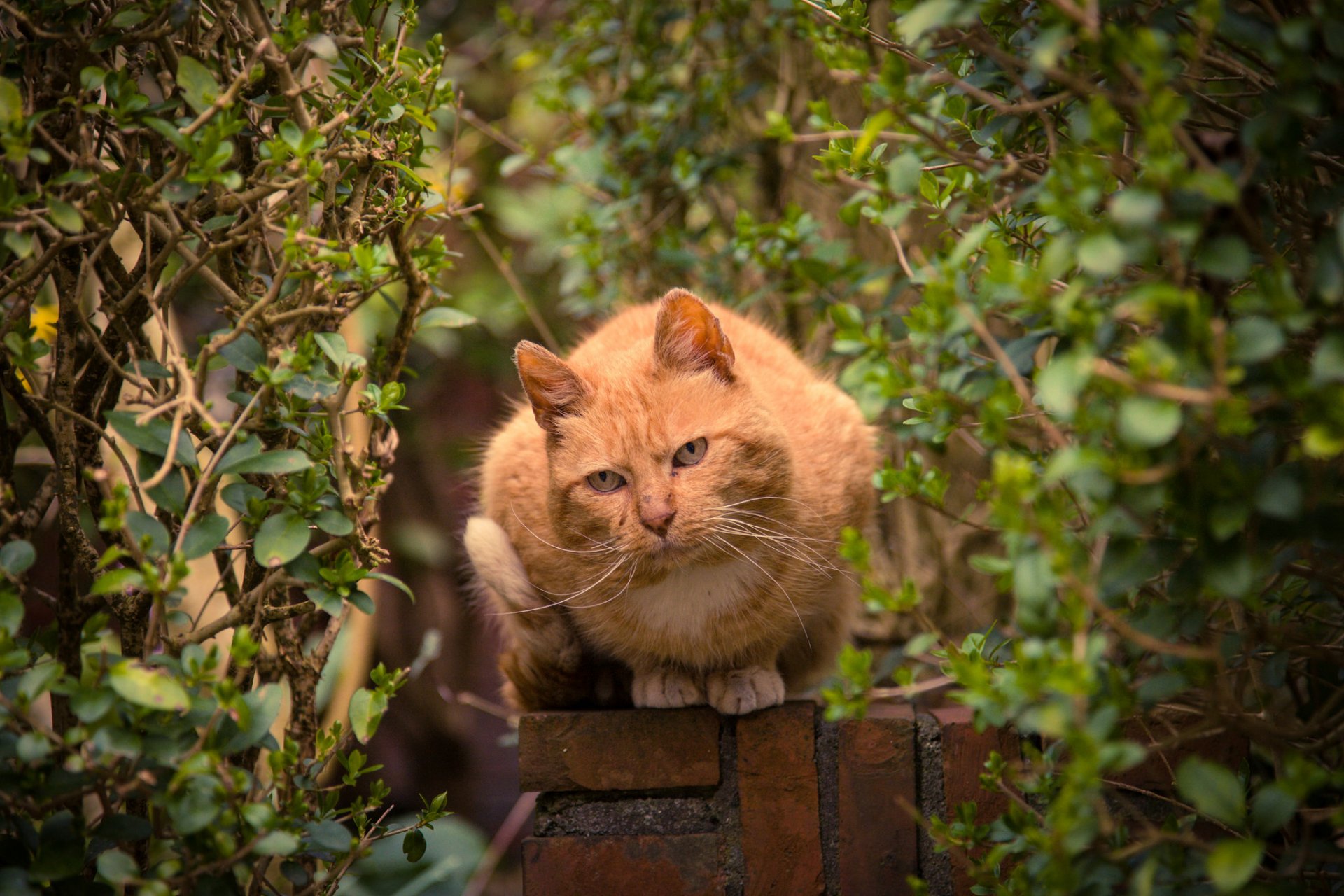 tree bush fence cat red view