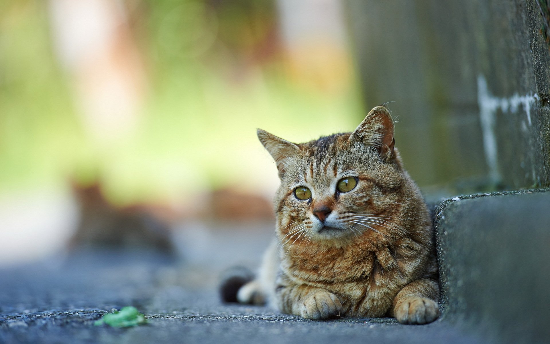 katze straße hintergrund