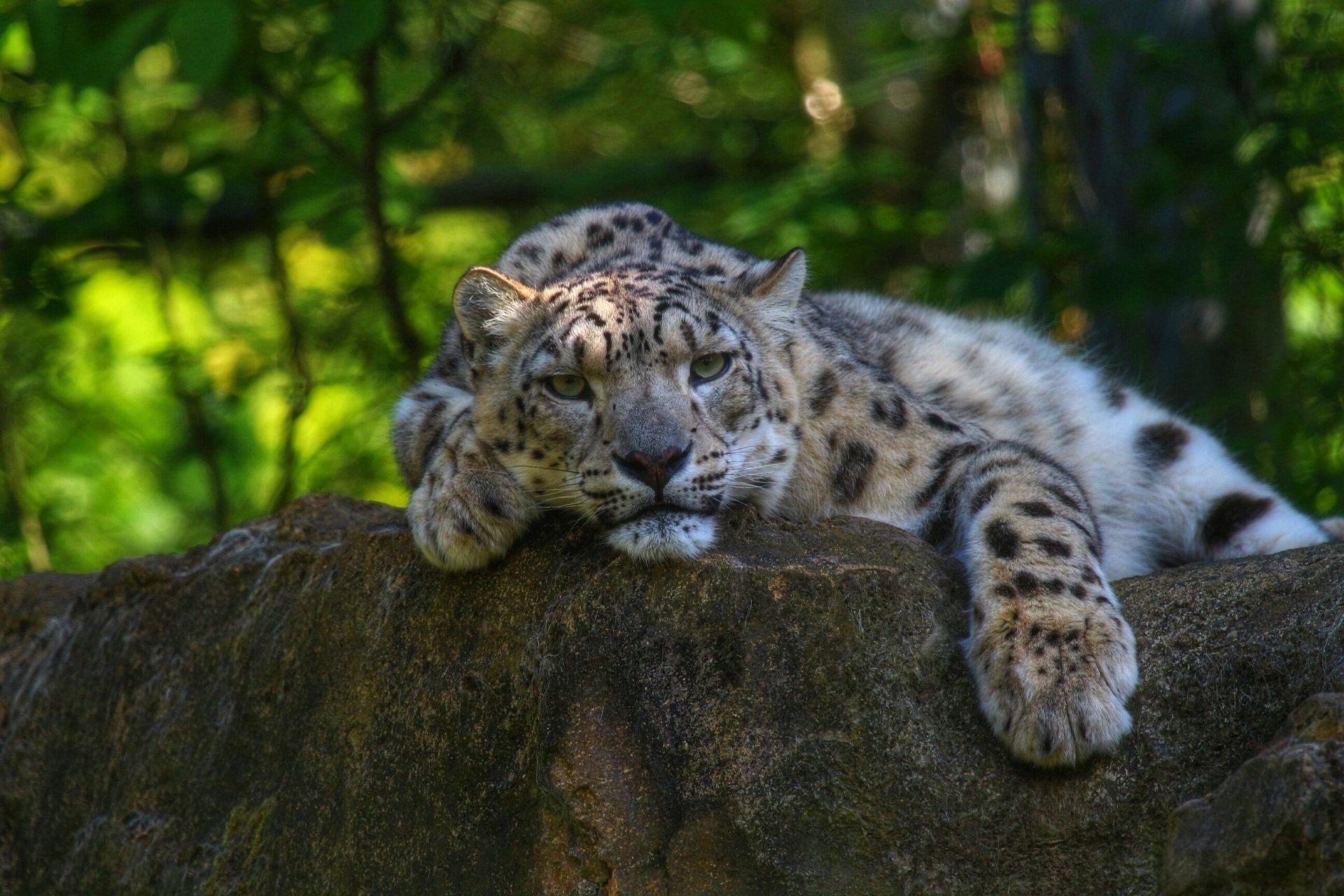 léopard des neiges irbis chat sauvage prédateur museau pattes repos