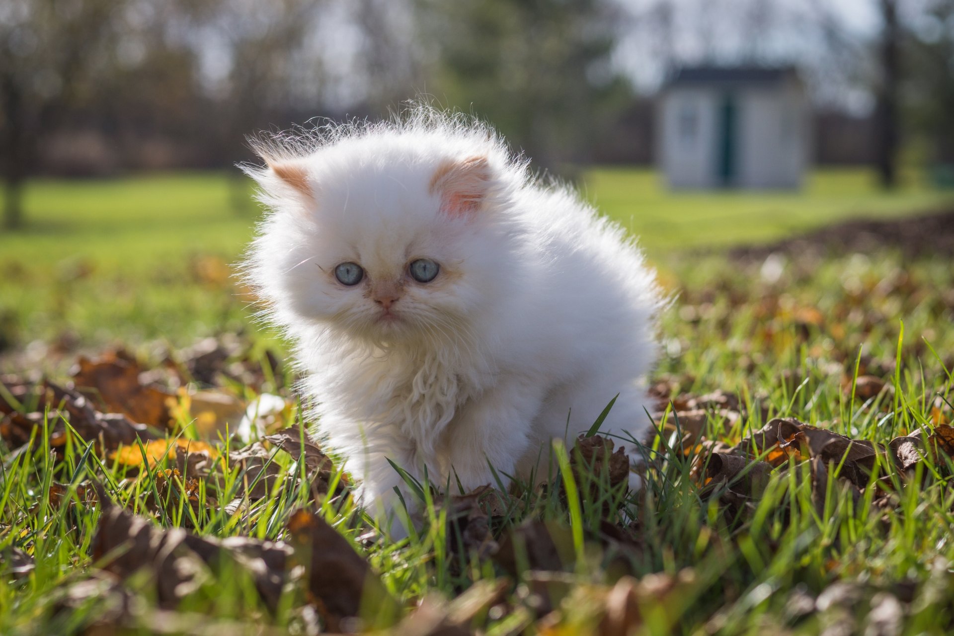 white furry walk