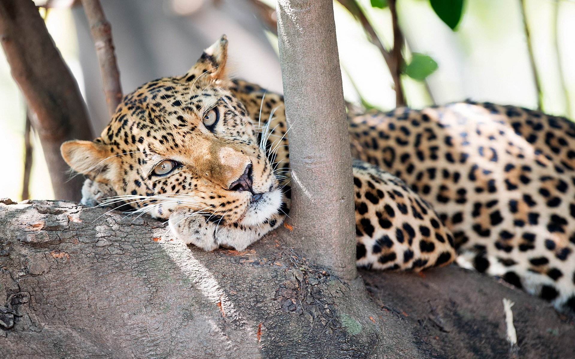 leopardo depredador hocico árbol vista