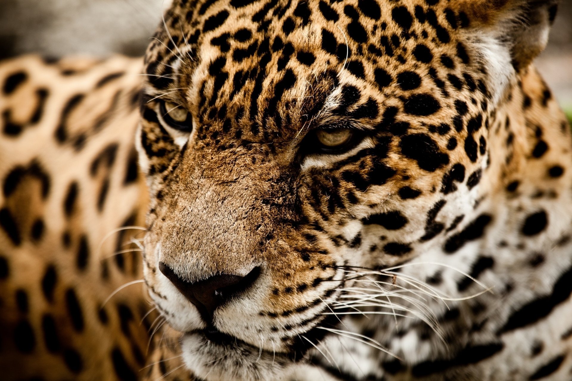 jaguar gato salvaje depredador hocico