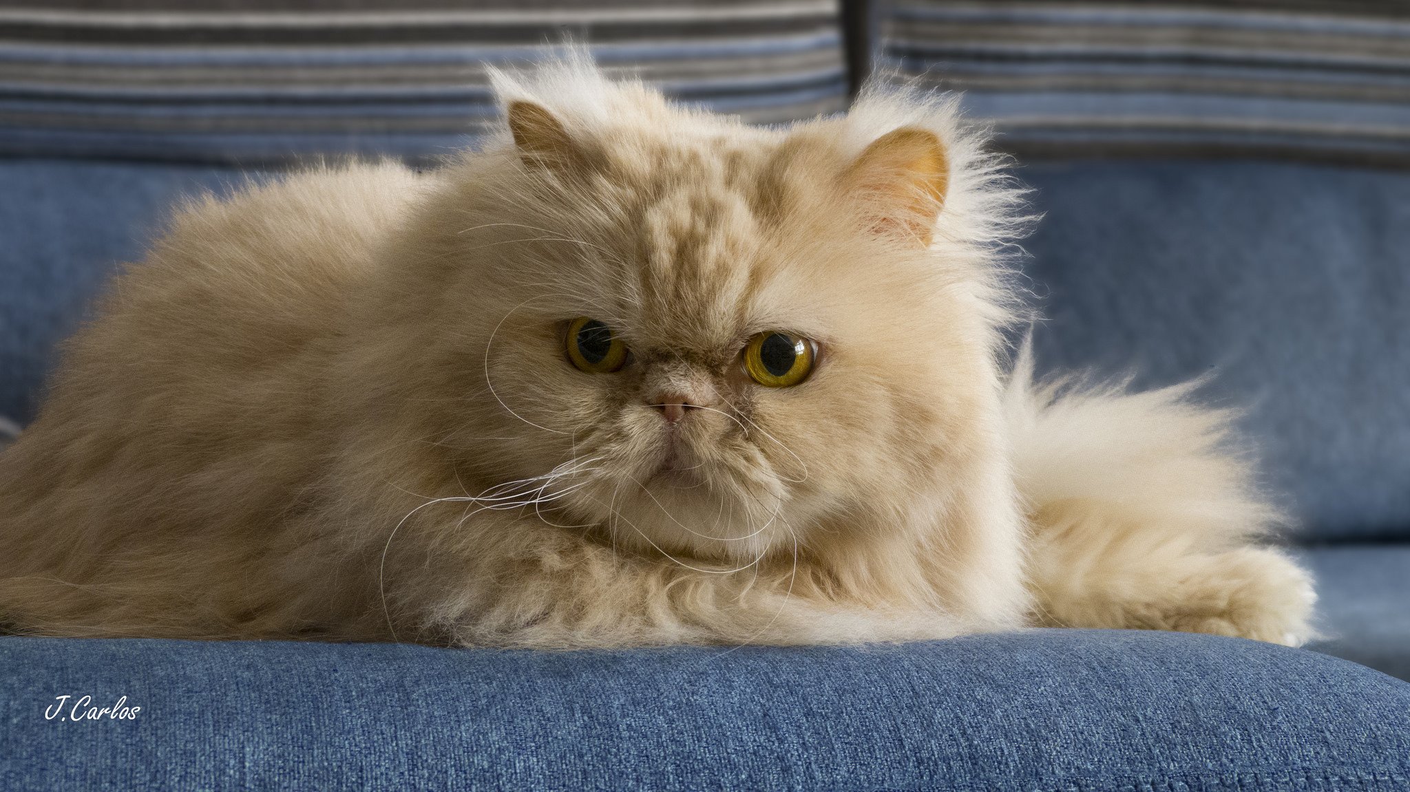 perserkatze perser katze flauschig rot schnurrbart blick