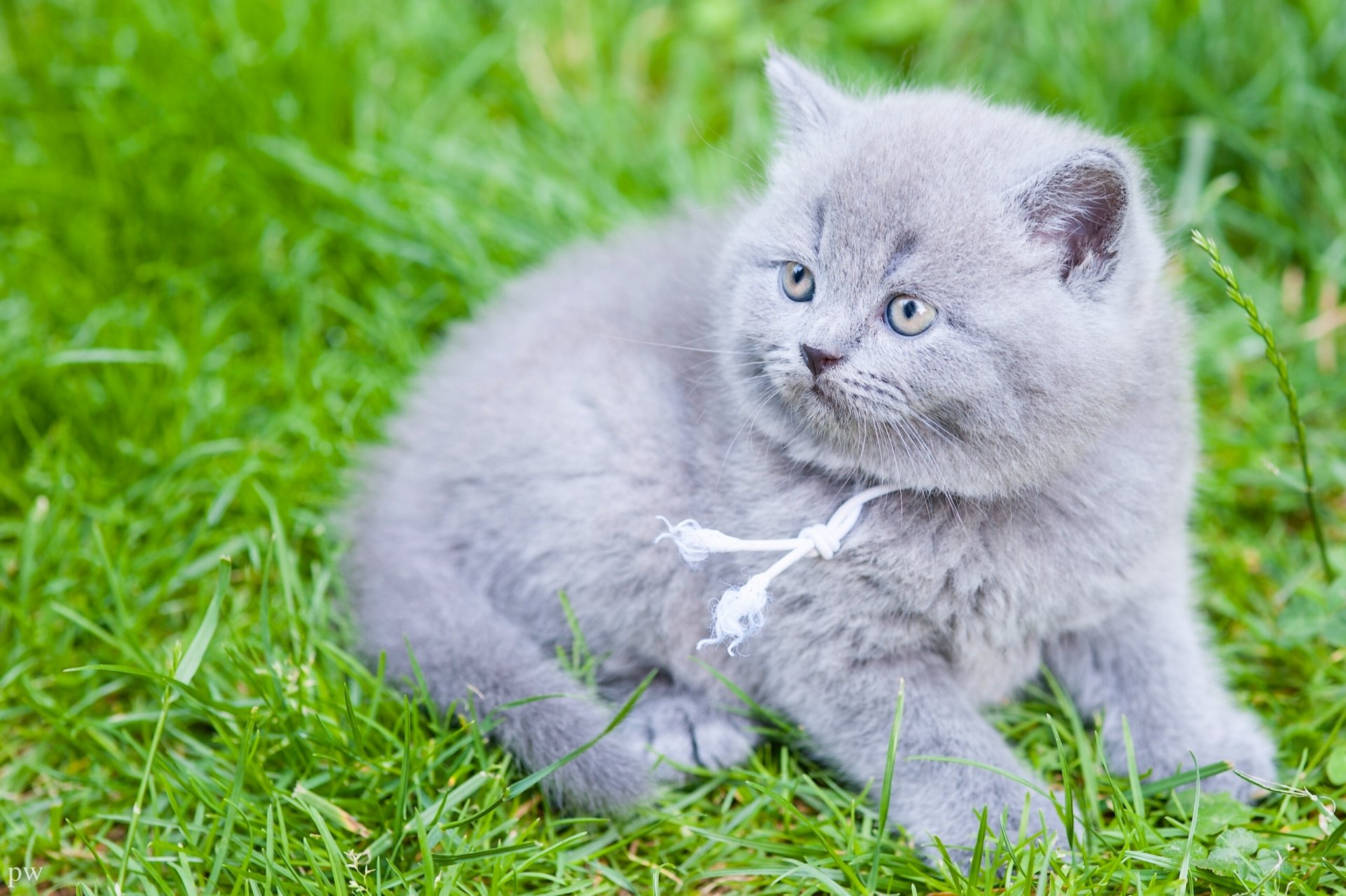 british shorthair britannico bambino erba