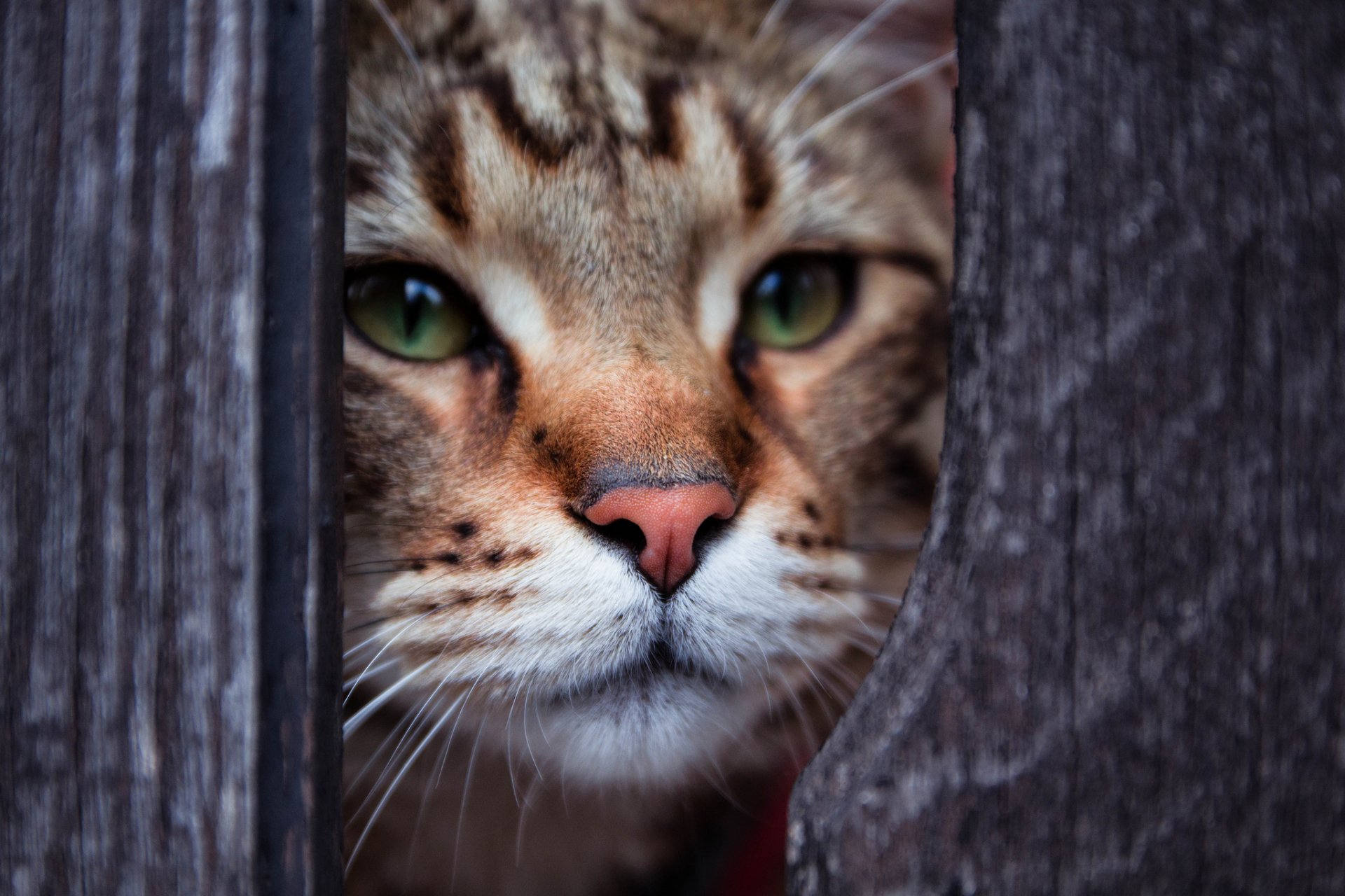 gato gato mirada ojos