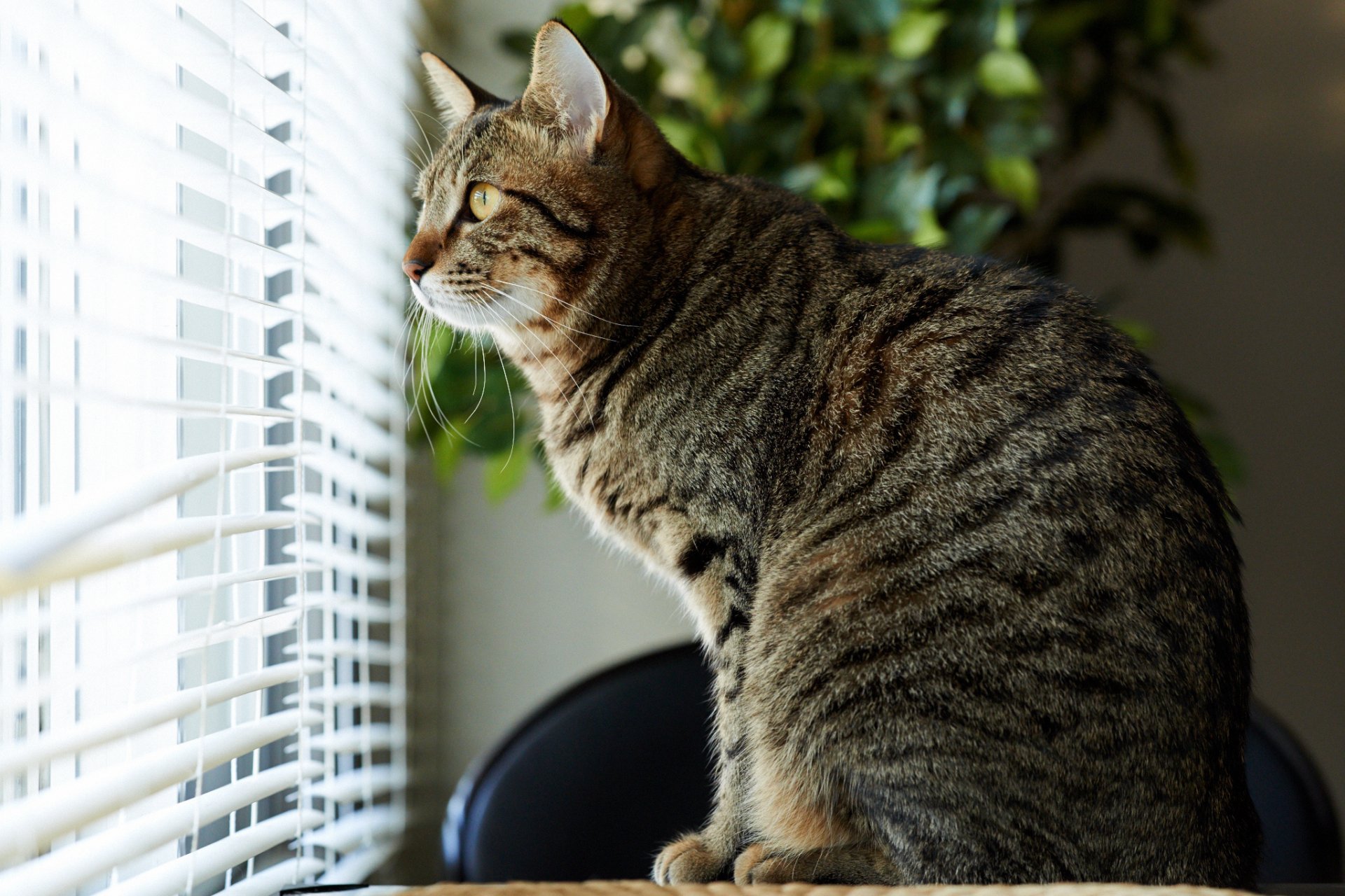 chat rayé maison fenêtre stores attention