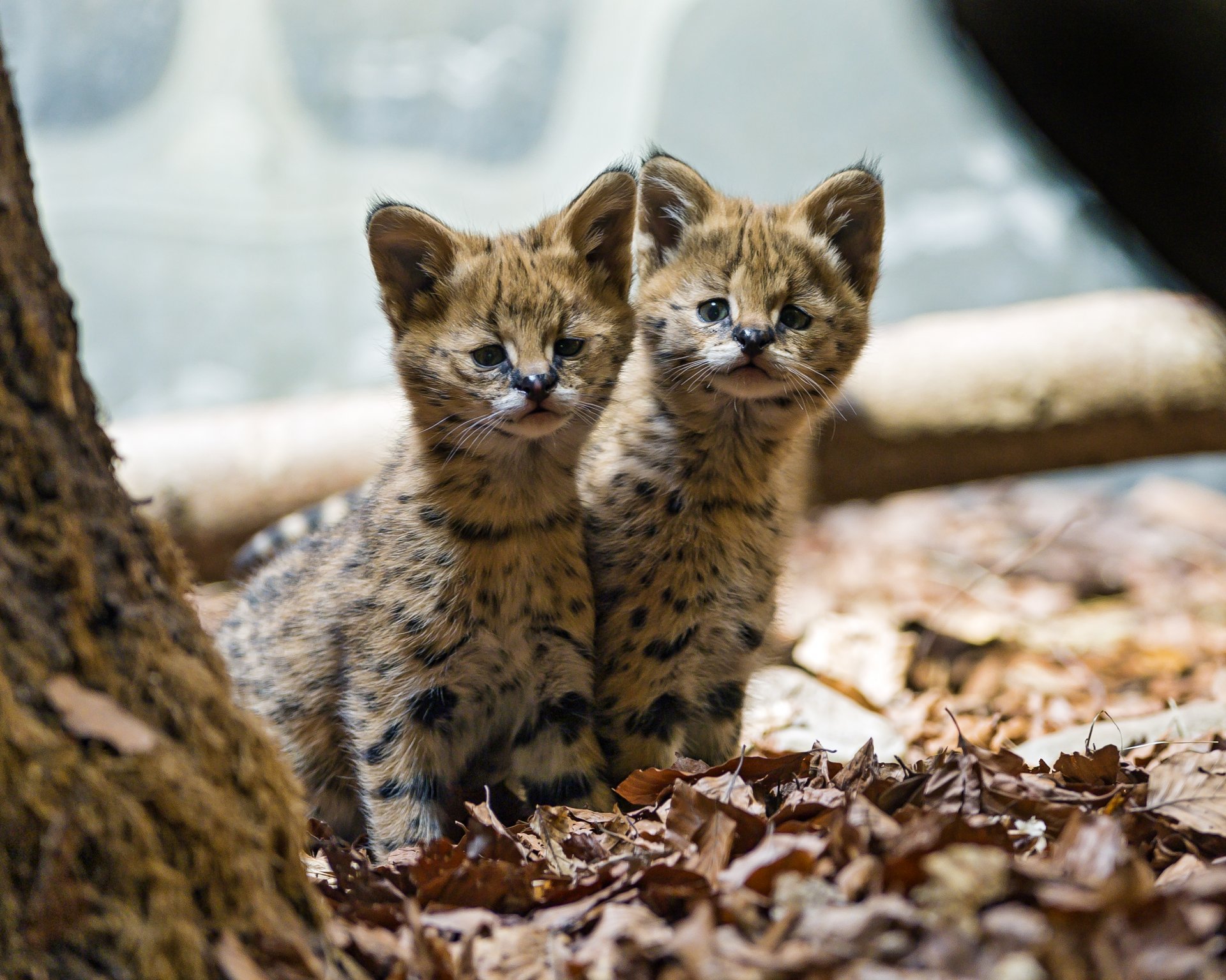 serval chatons chats oursons tout-petits feuilles ©tambako the jaguar