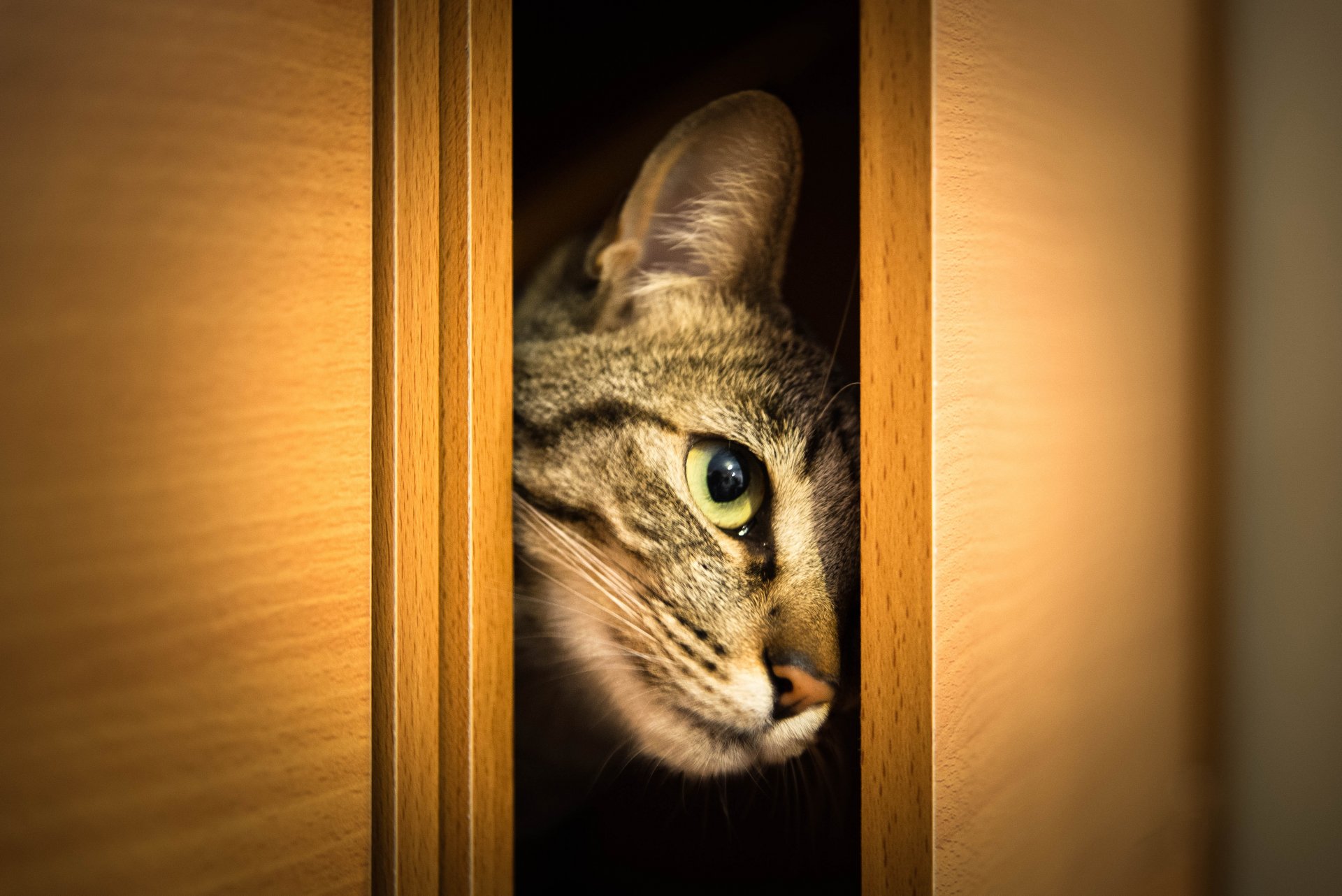 cat cat muzzle look wardrobe doors peeks out