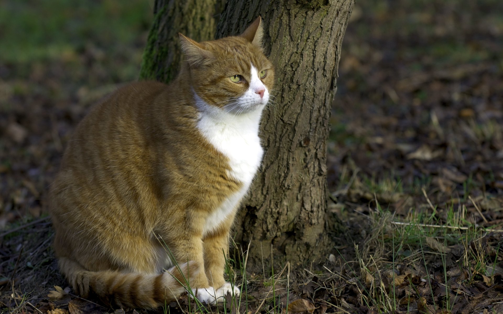 chat nature fond