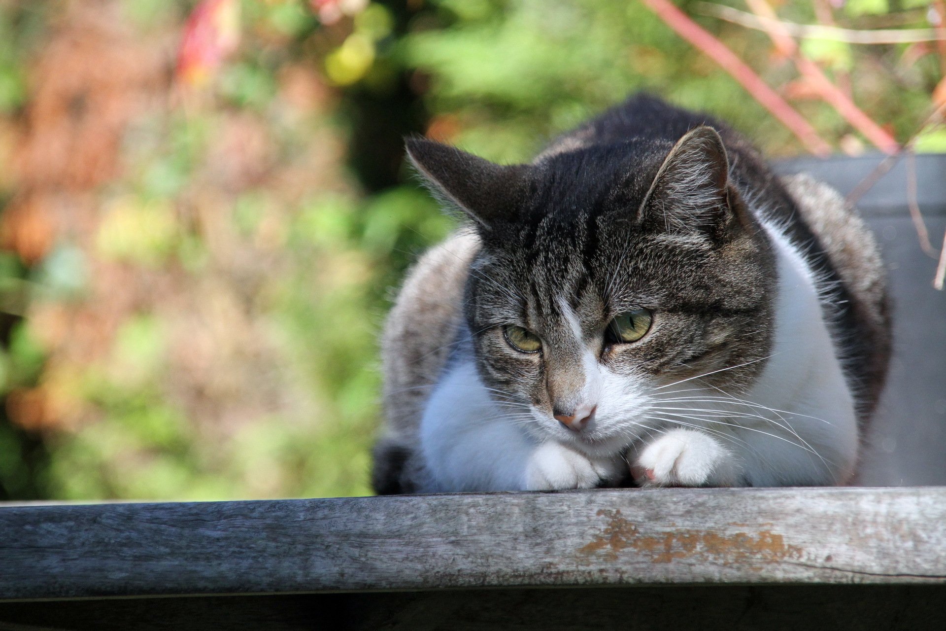 gatto estate sfondo