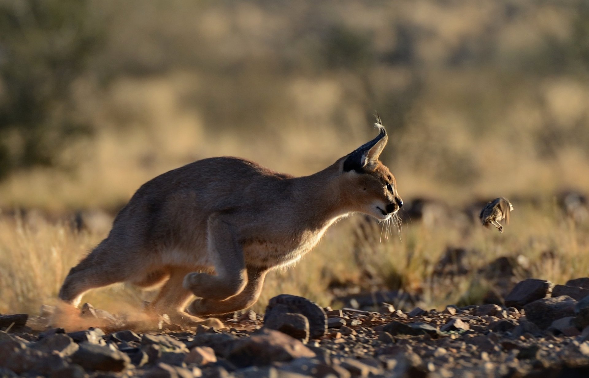 caracal lince estepario depredador cazador presa