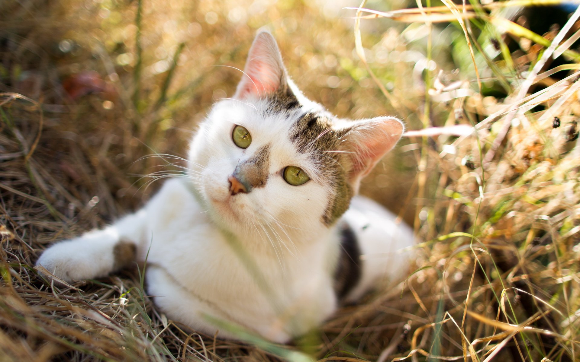 chat vue nature