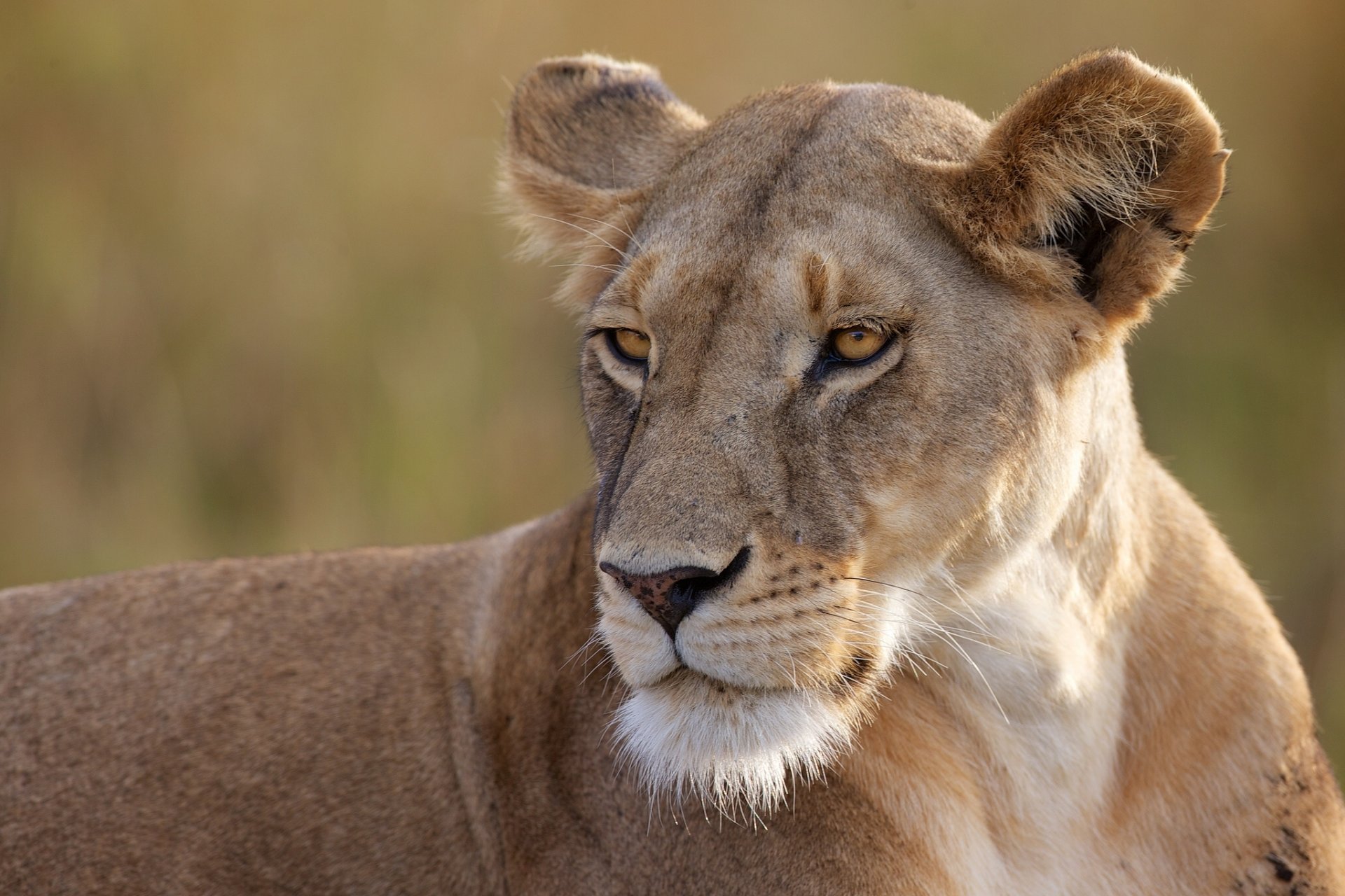 lionne prédateur chat sauvage portrait