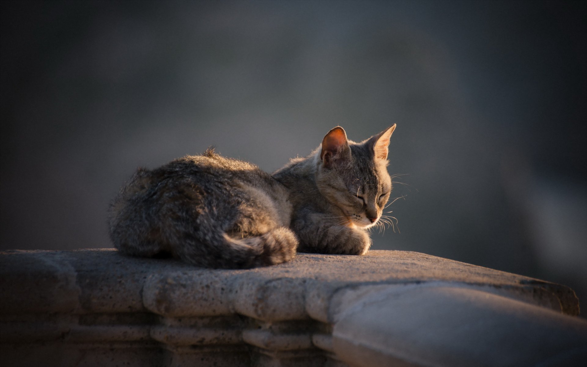 gatto vista sfondo