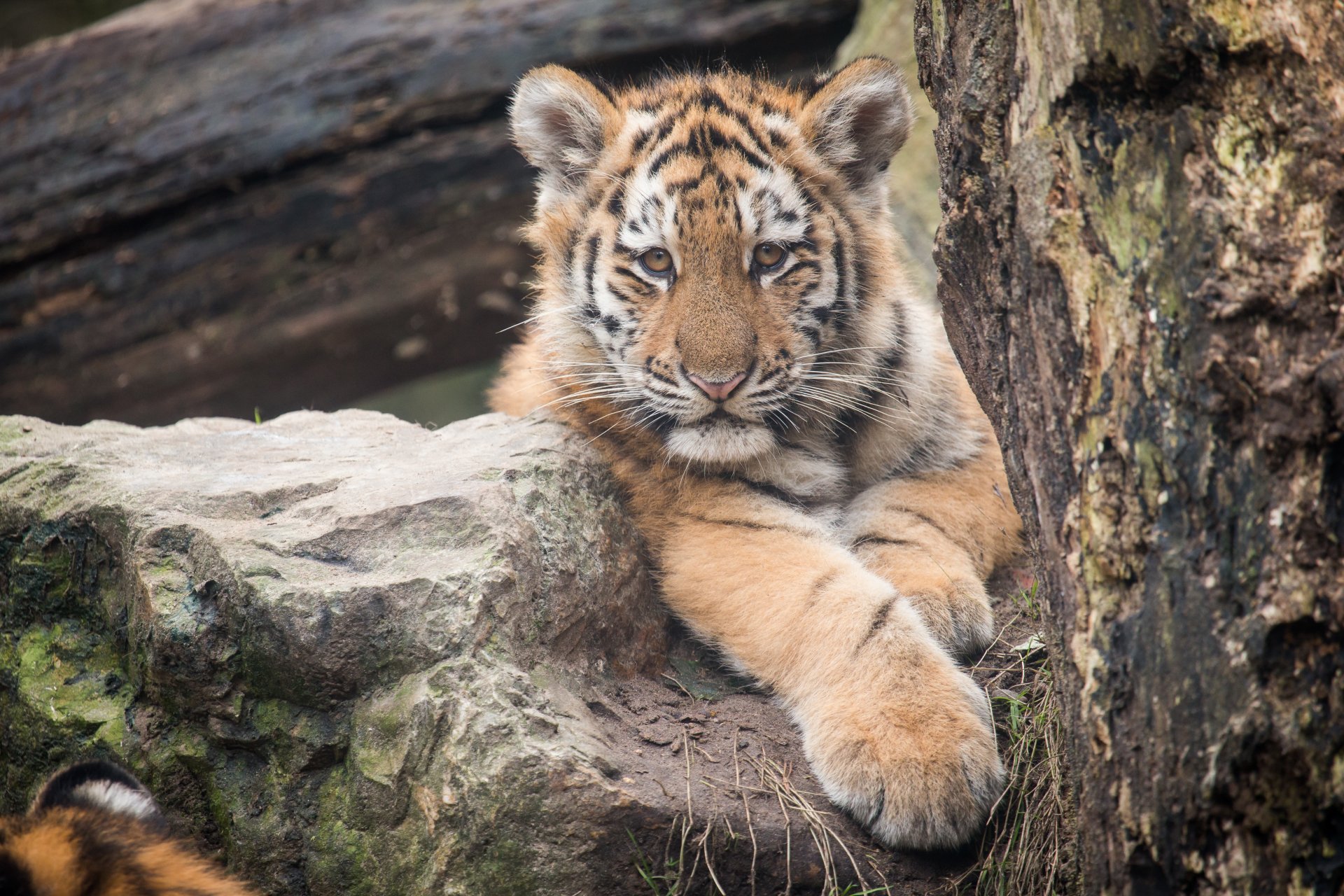 tigre amur gatto vista pietra