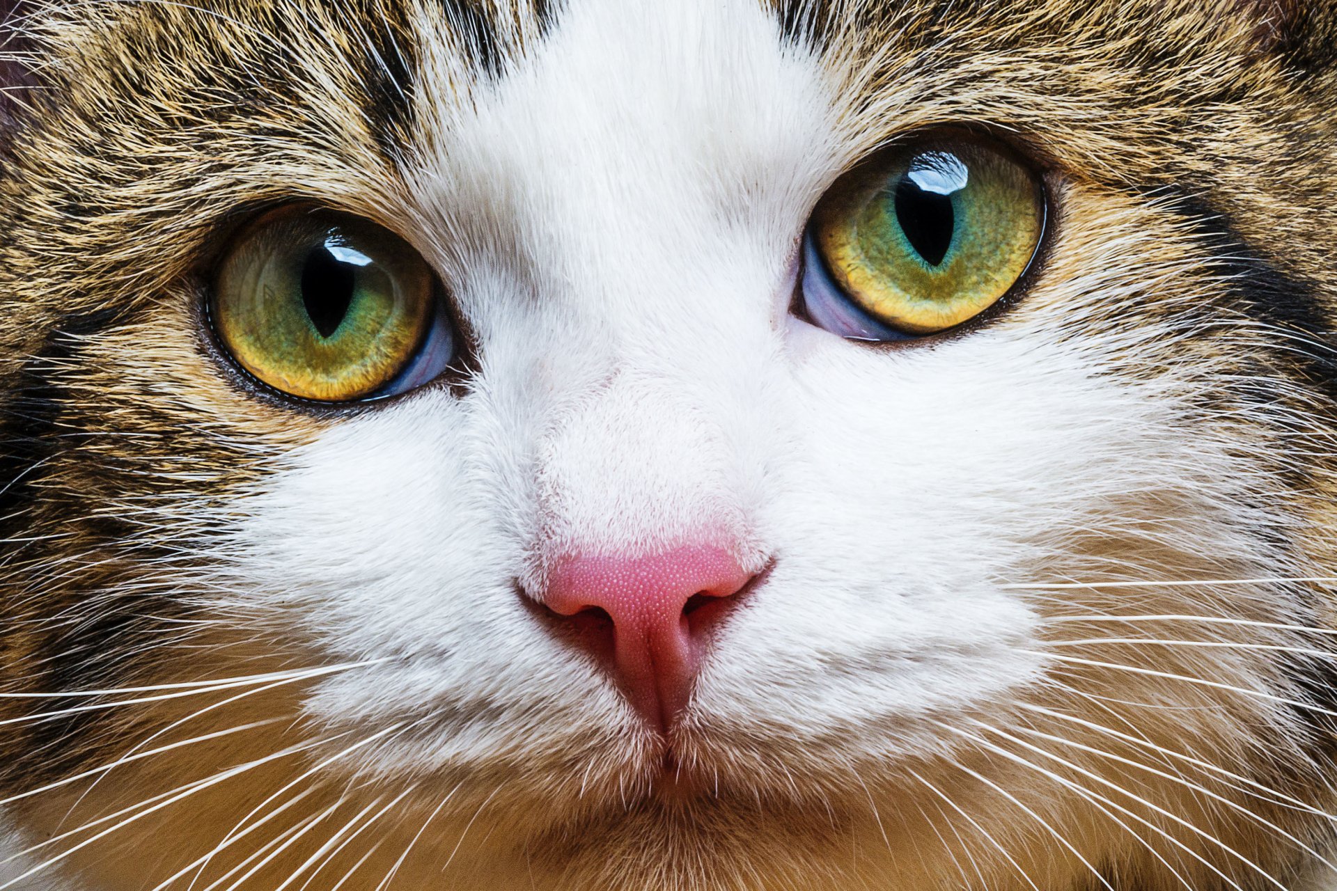 gato gato bigote hocico guapo color tricolor feliz mirada desenfoque bokeh fondo de pantalla