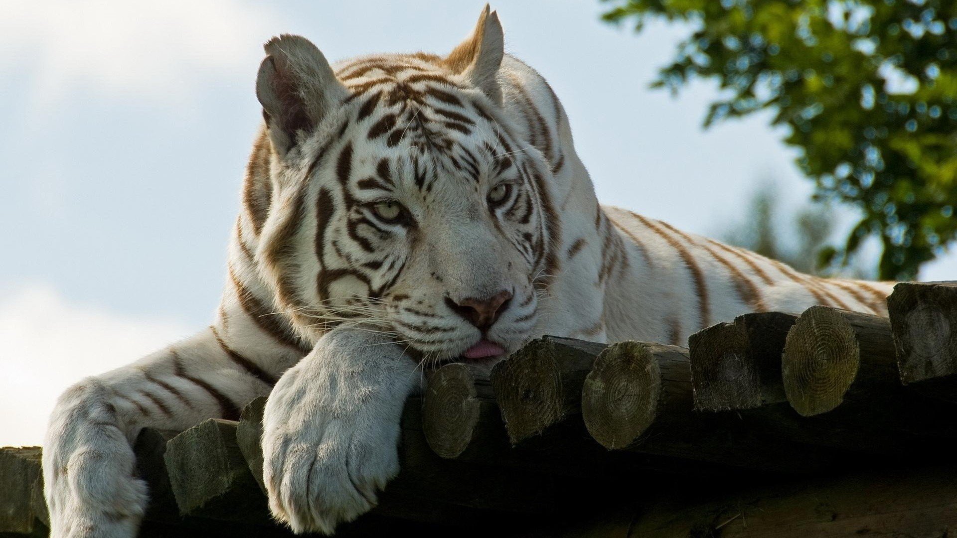 tiger wolle blick sprache natur