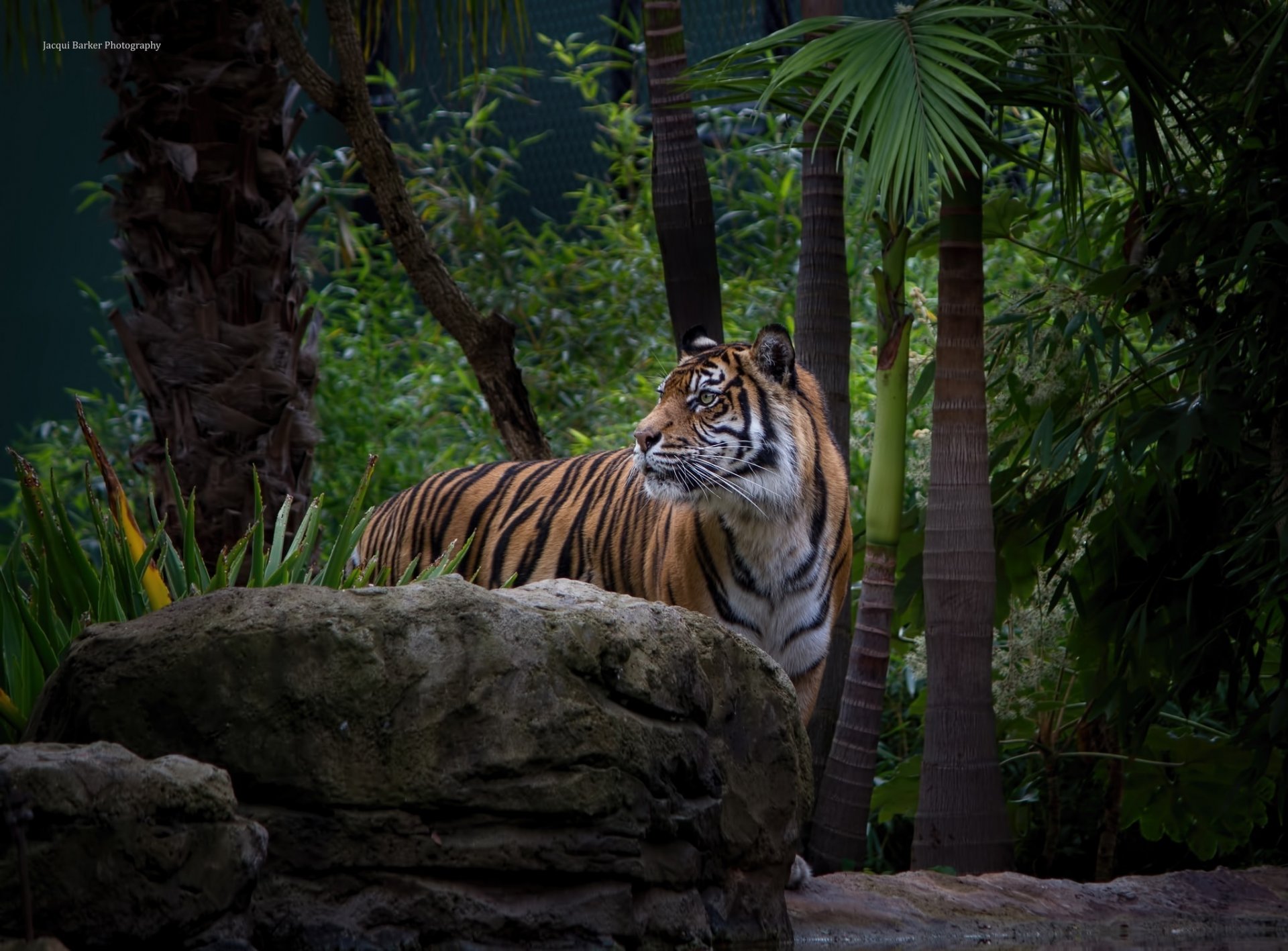 tigre gatto selvatico predatore muso boschetto zoo