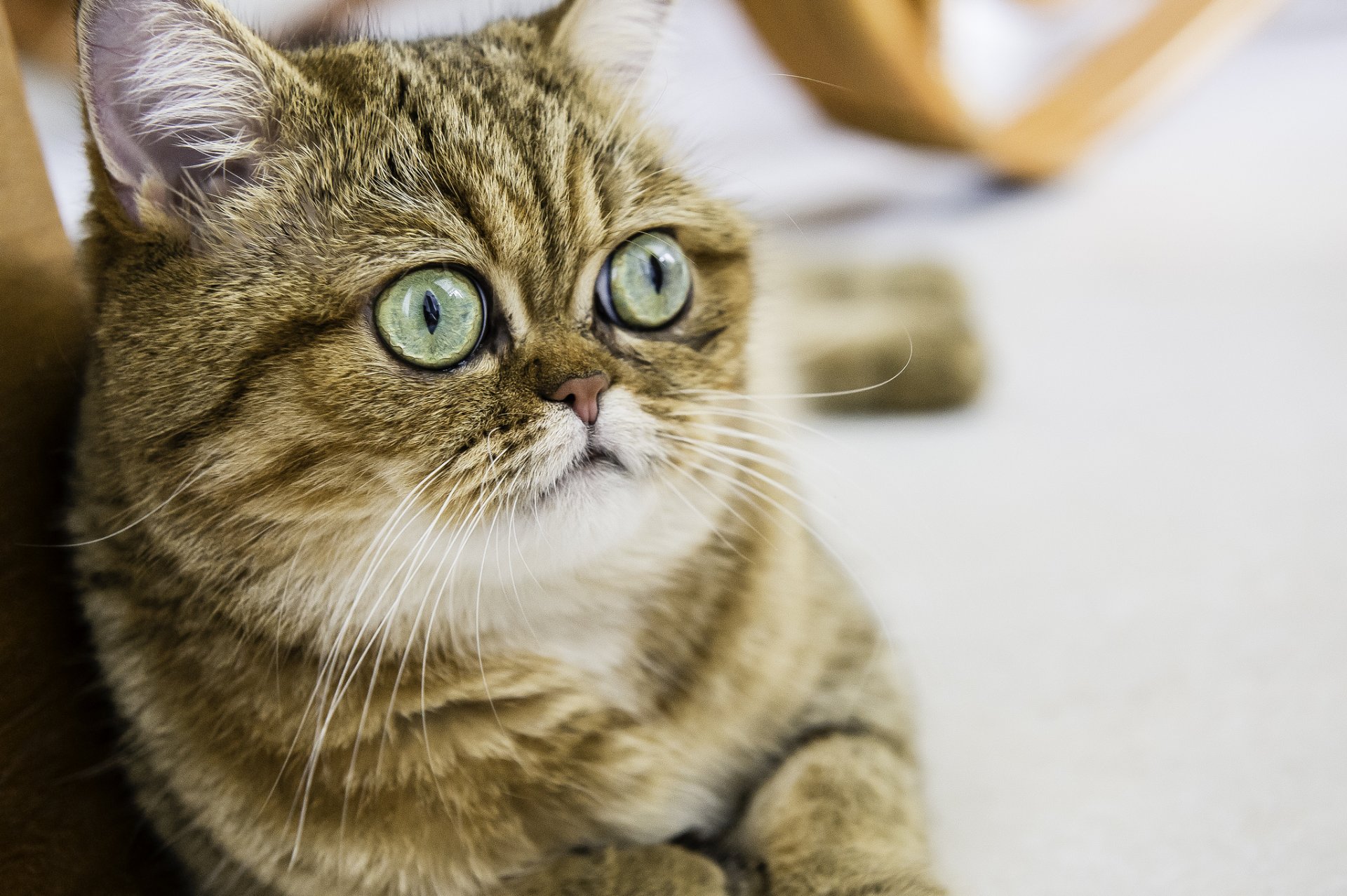 kurzhaar katze katze katze augen blick