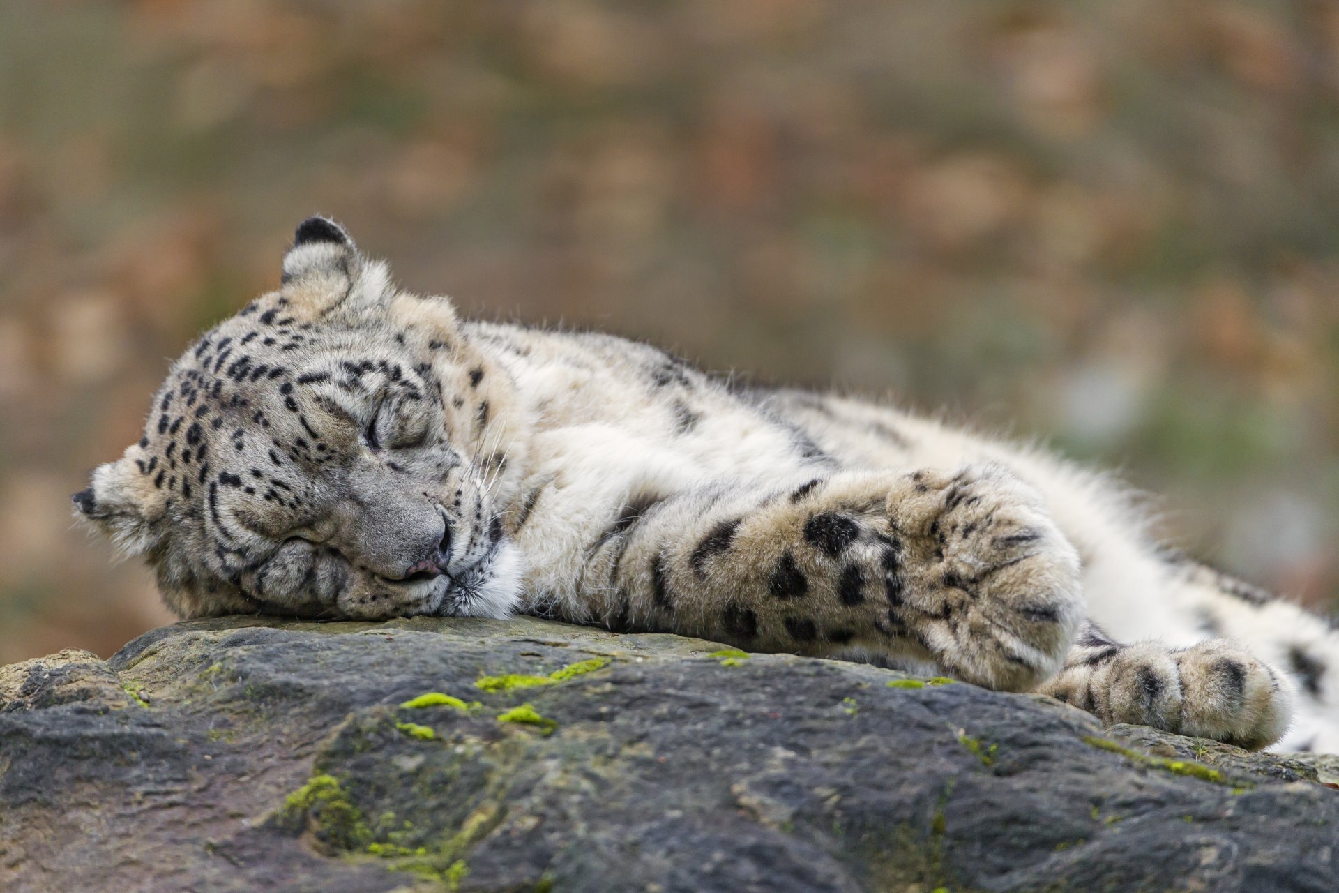 leopardo delle nevi irbis gatto pietra sonno sonno riposo ©tambako the jaguar