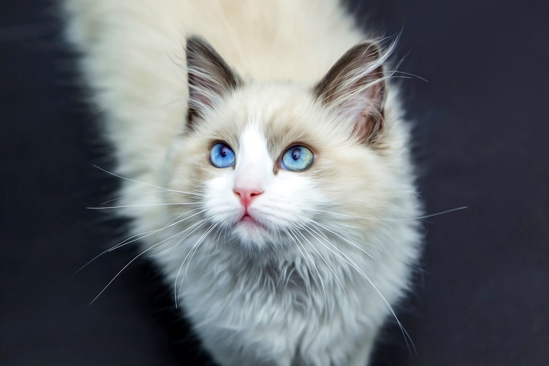 gato pelo ojos bigote