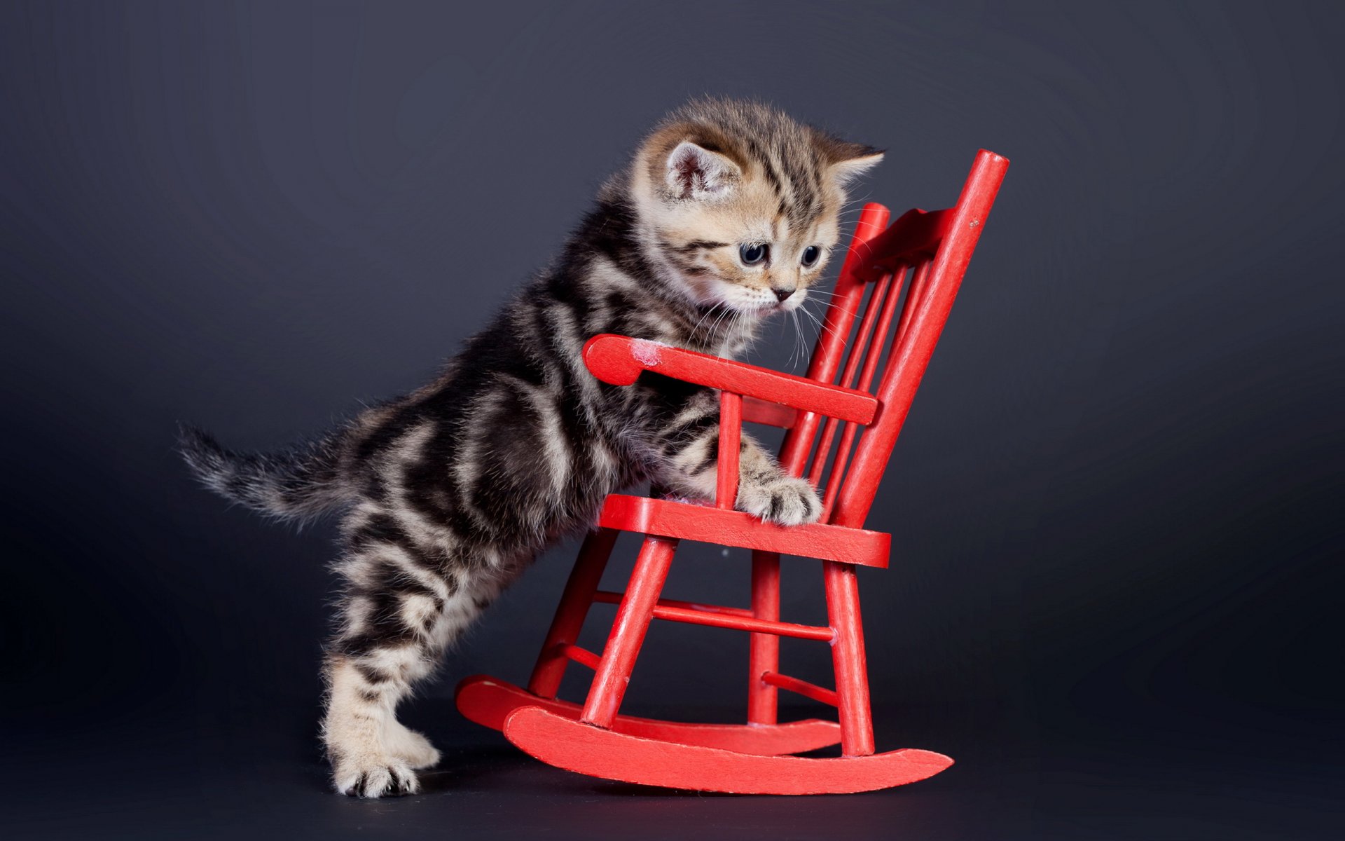 cat view chair