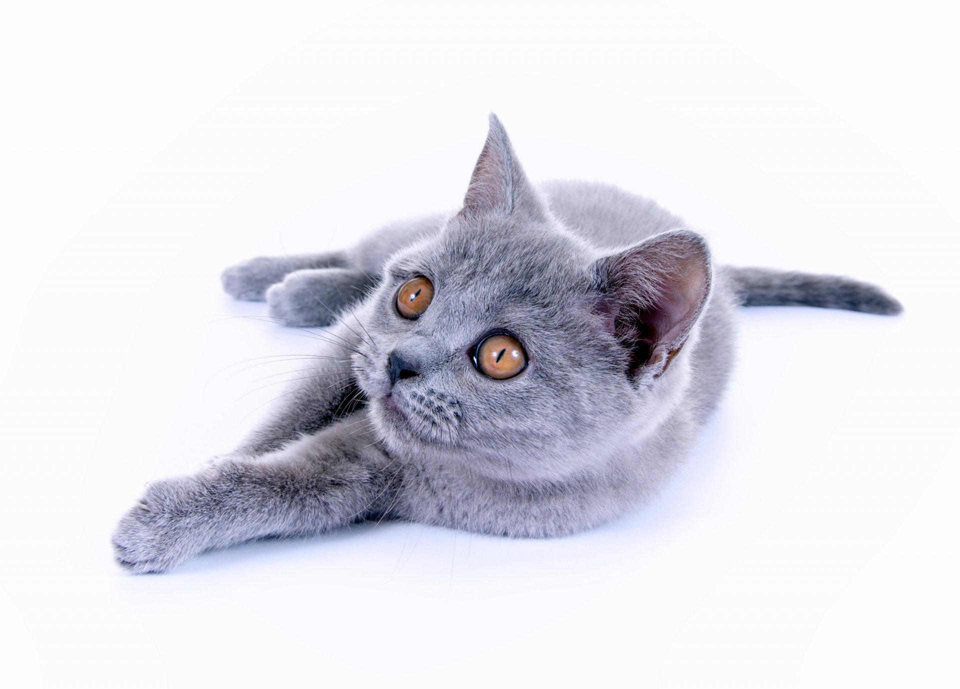 british shorthair cat