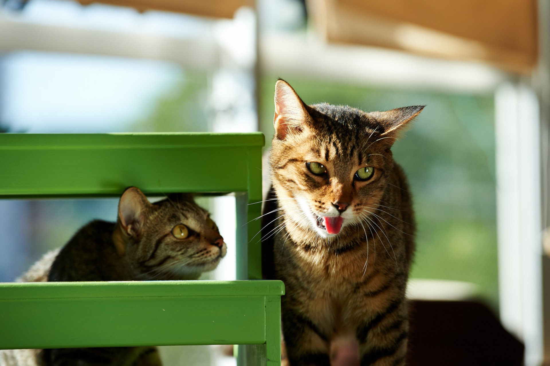 katzen kote haus hocker grün schnauze zunge lustig sonne