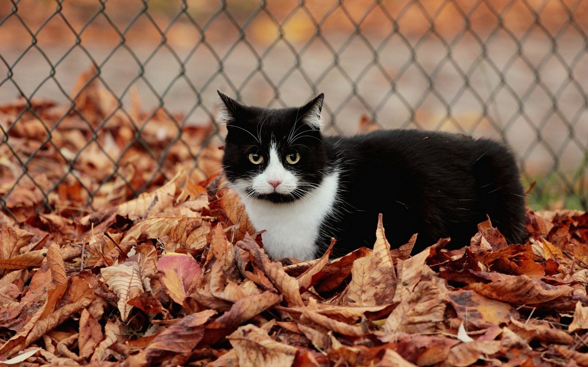 katze katze laub herbst