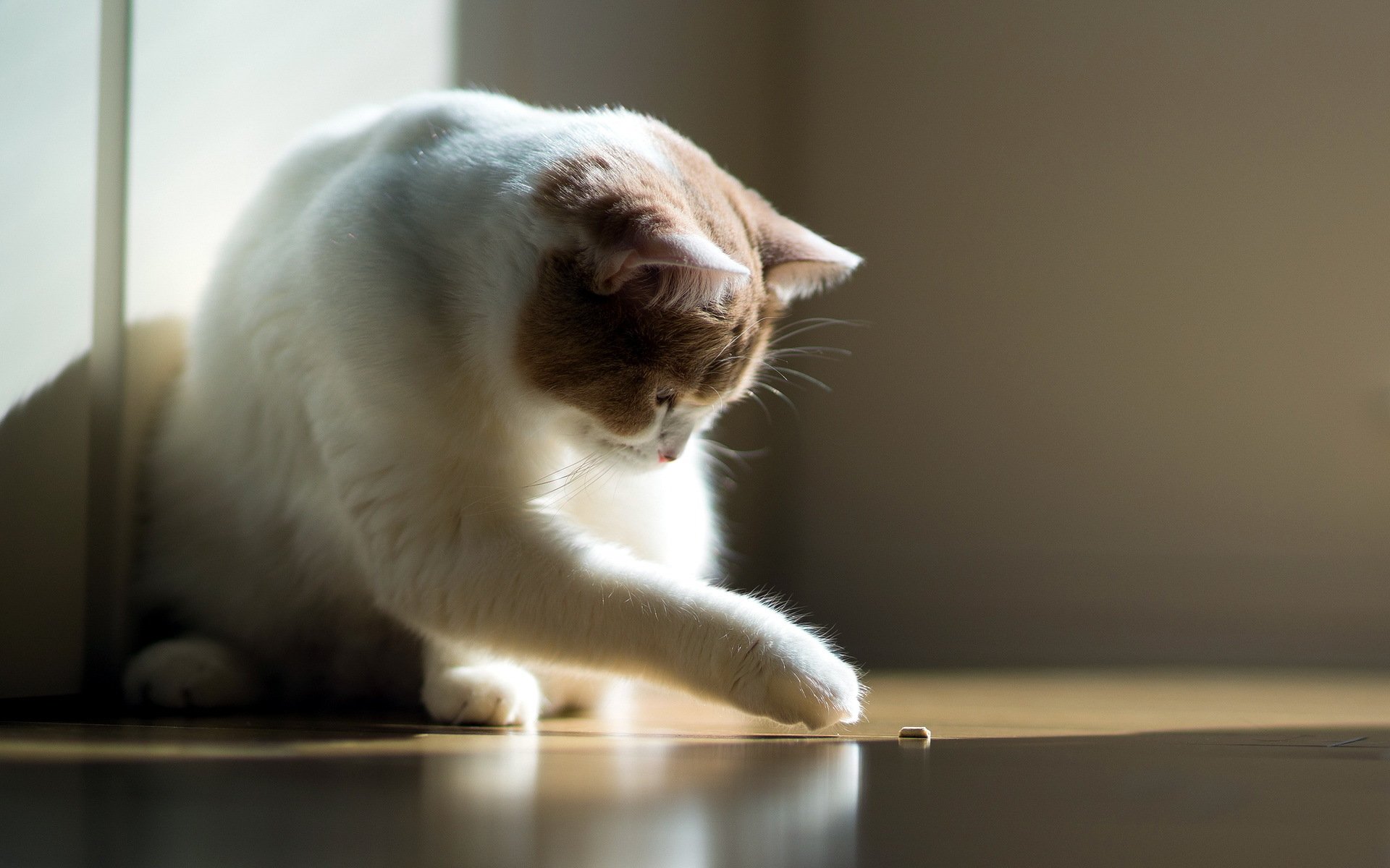 katze licht gemütlichkeit torte