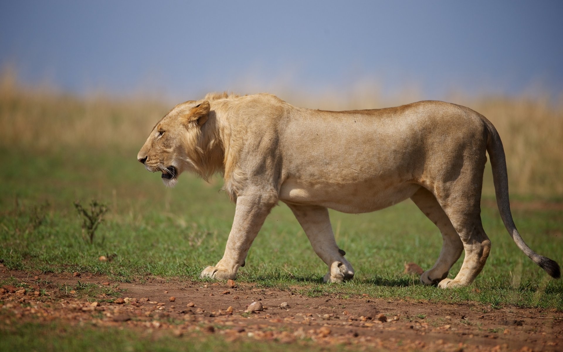 löwe wildkatze raubtier