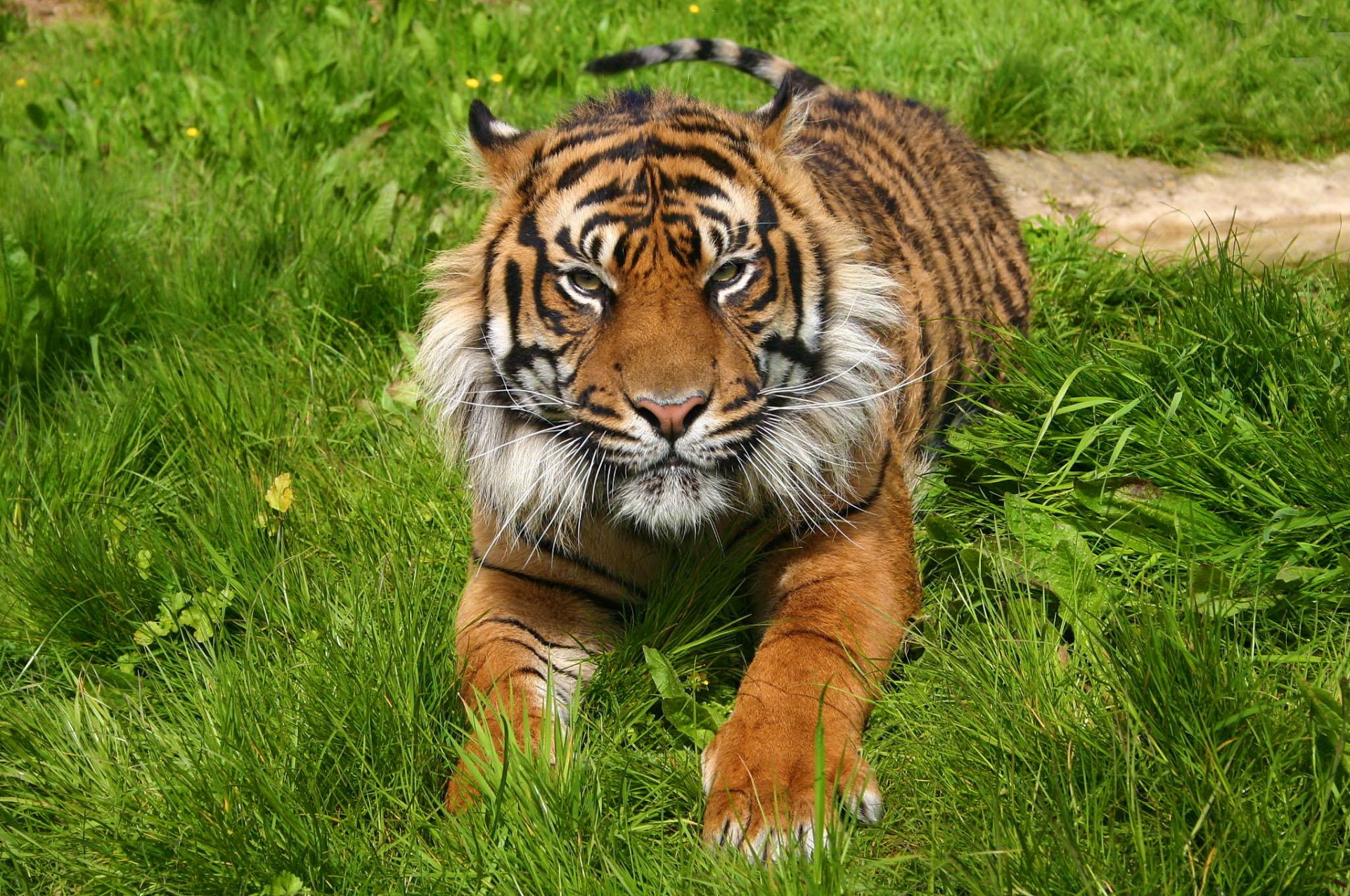 tiger schnauze pfoten ruhe raubtier gras