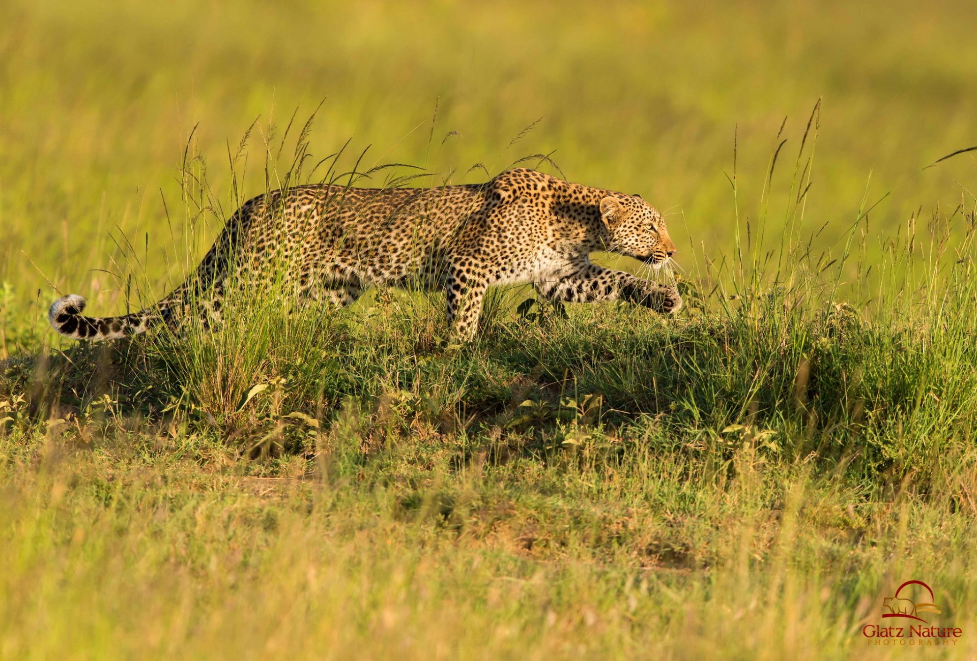 leopardo predatore caccia savana